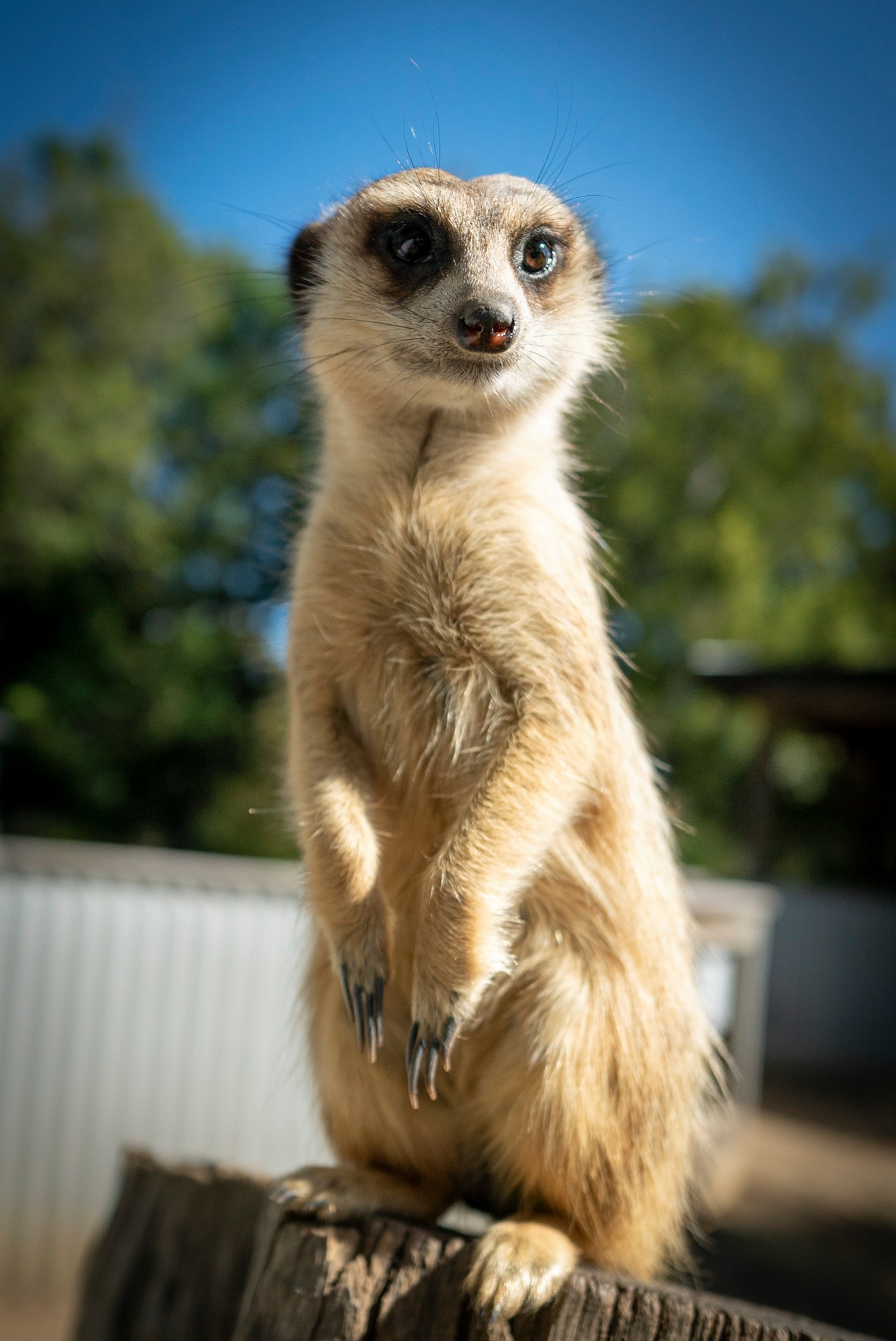 Give the magic of meerkats