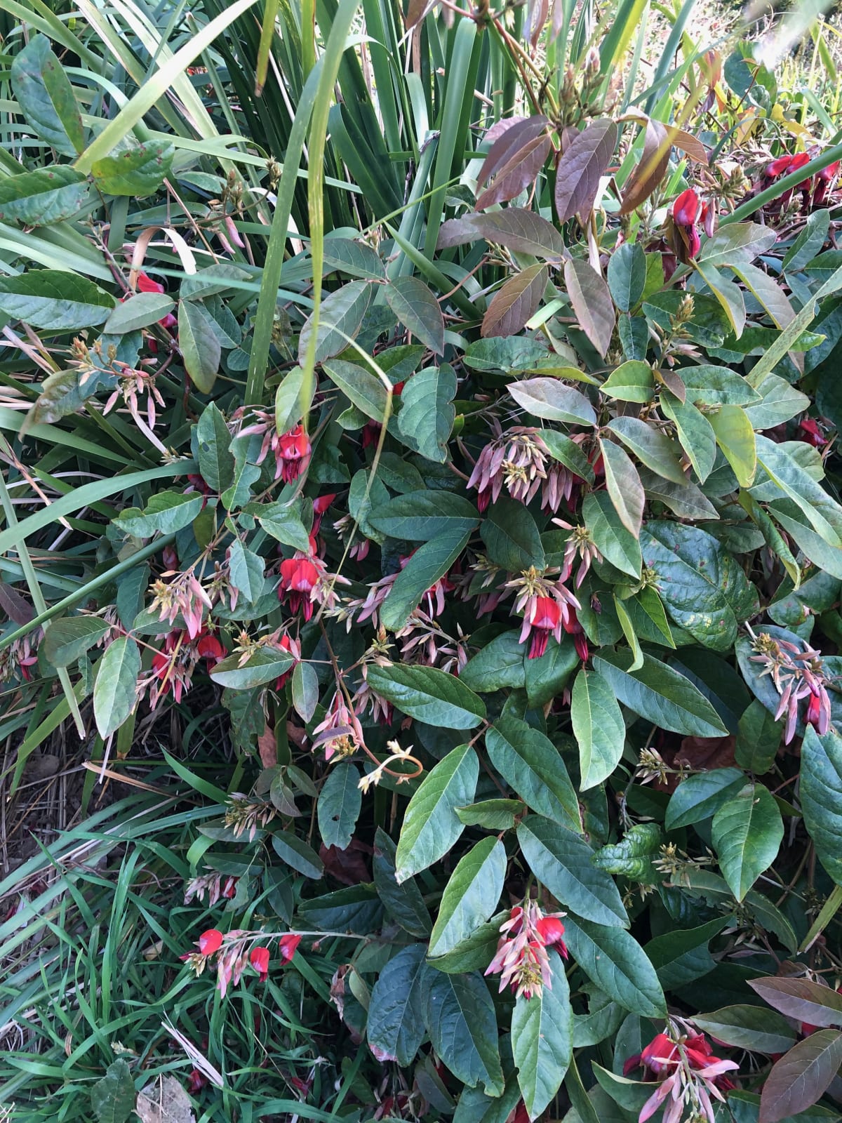 A vigorous Running Postman (Kennedy rubicunda) plant growing happily at Puckey's Estate in Fairy Meadow. Image by Emma Rooksby.