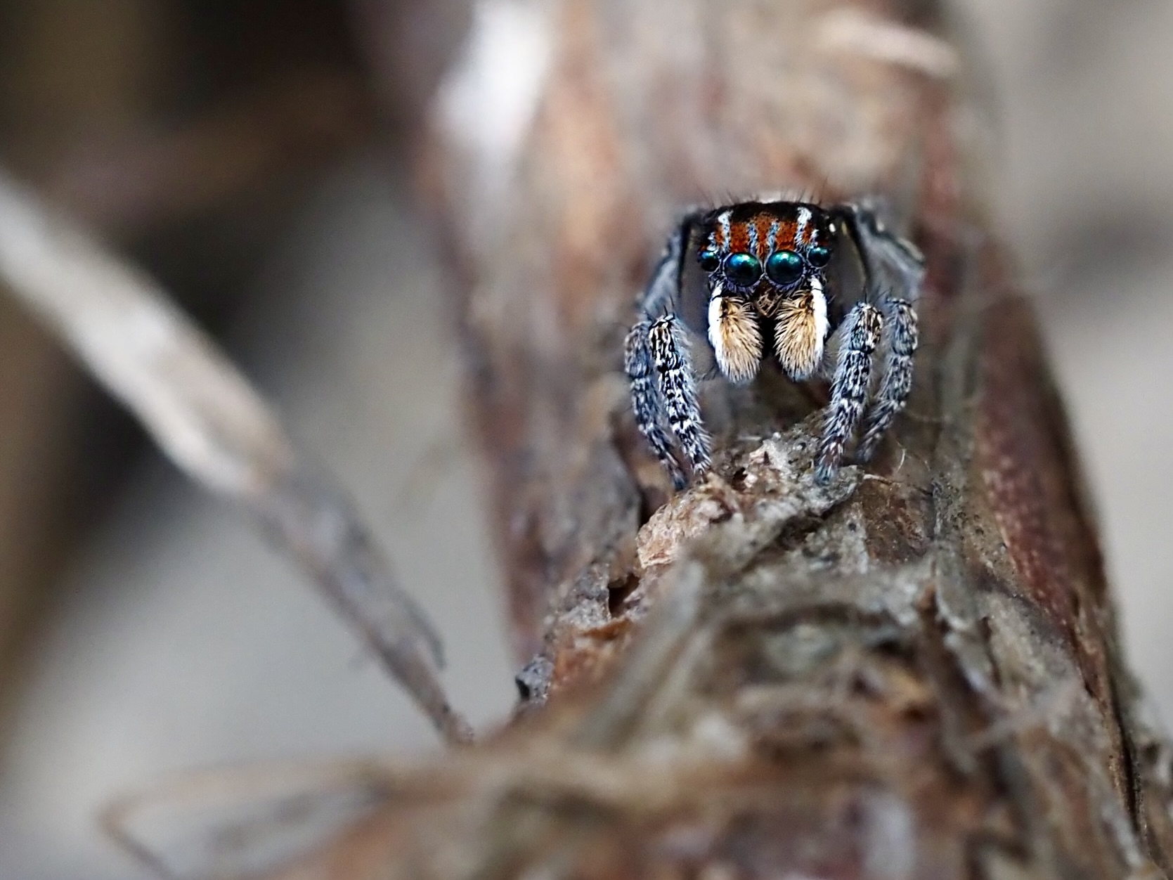 Nature Notes: Peacocks and alarm clocks on the move  post image