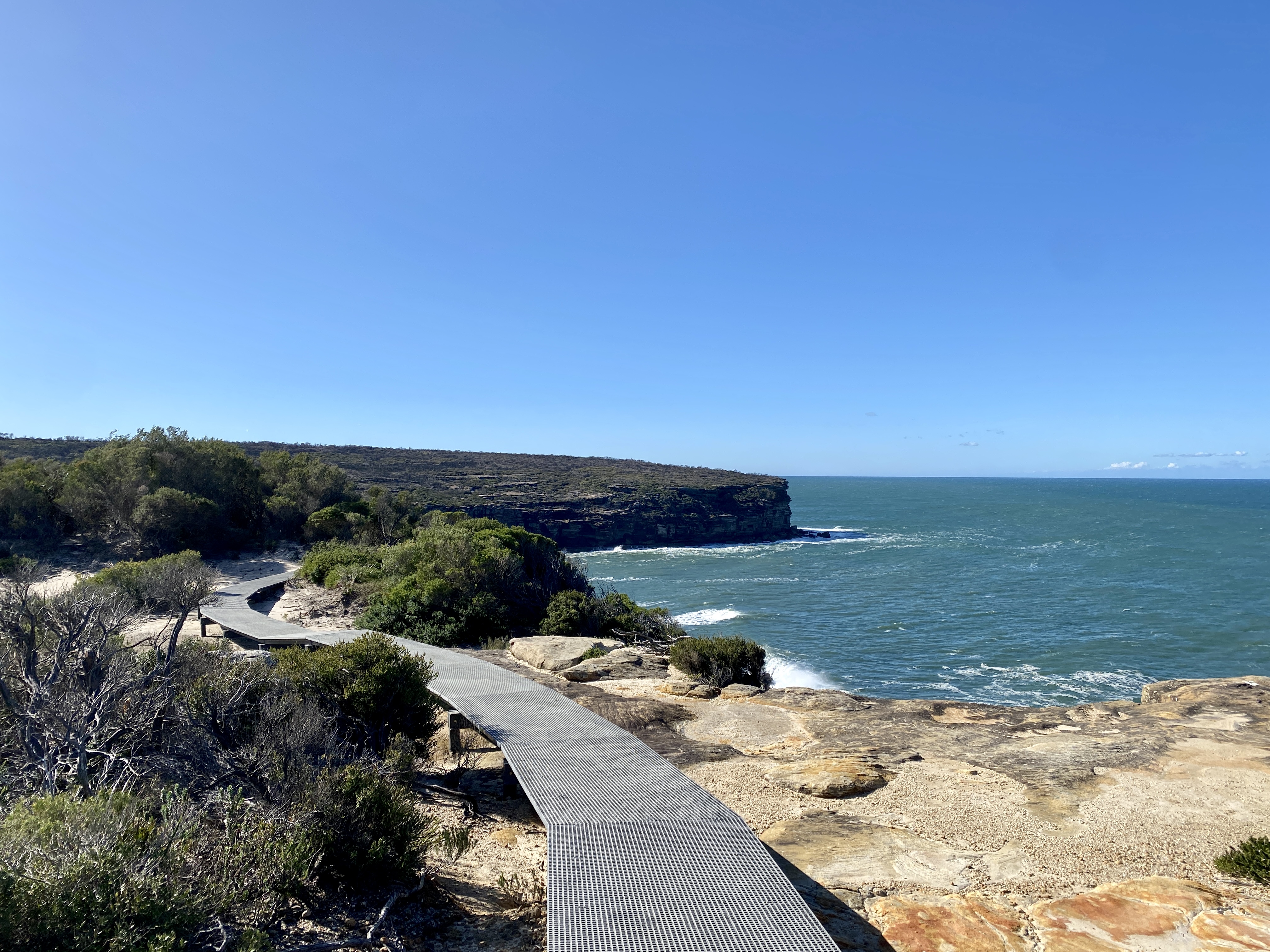 Nature Notes: Wattamolla reopens + echidna love trains  post image