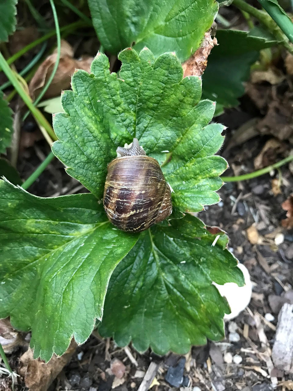 Beer traps and other snail remedies  post image