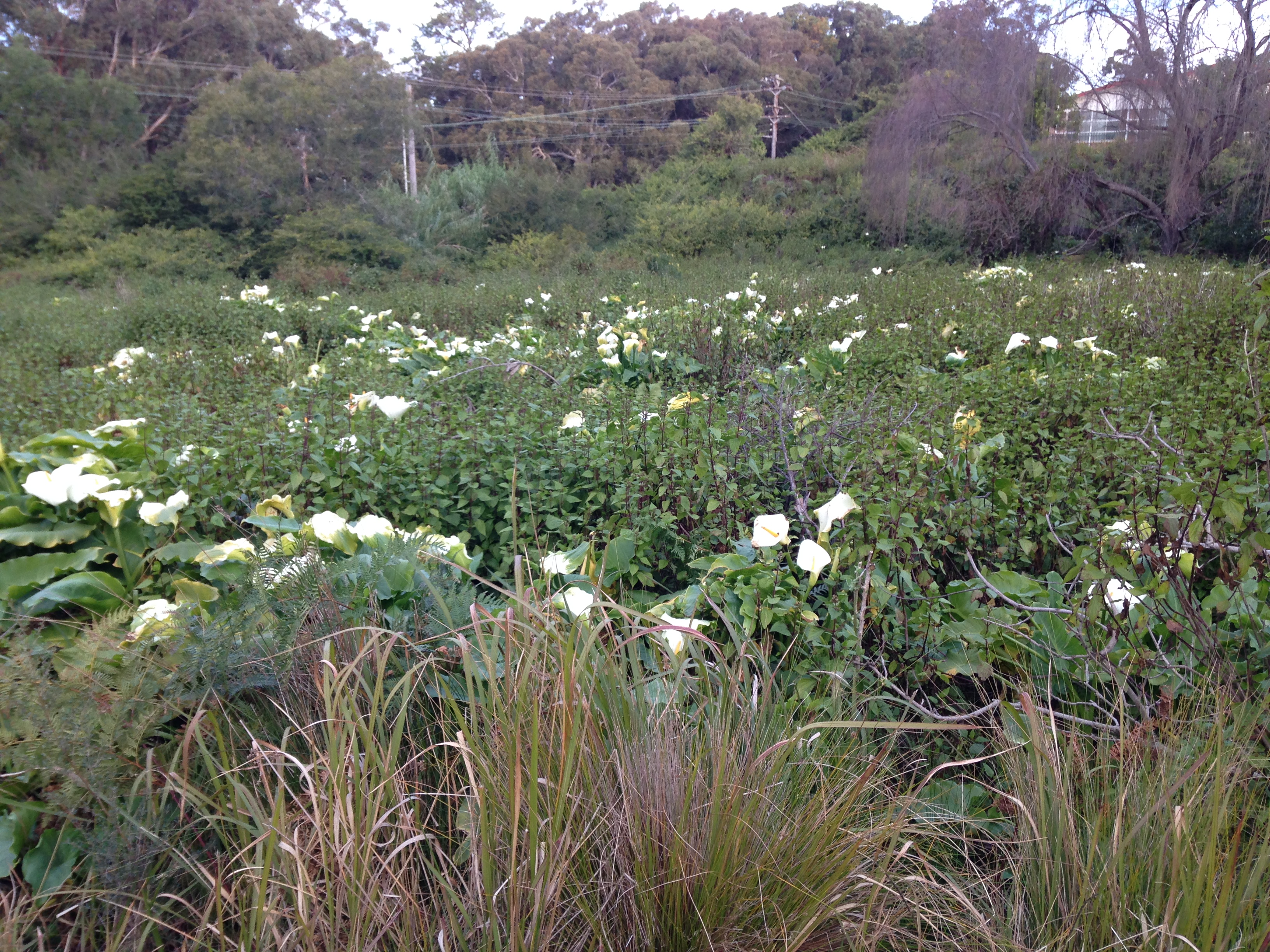Watch out for Arum lily