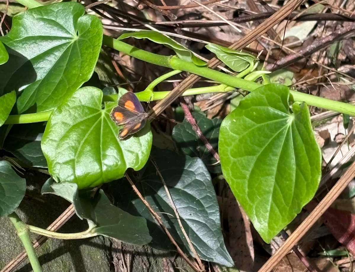 A Bright Copper butterfly (Paralucia aurifer) perching on a Giant Pepper Vine (Piper hederaceum) in a rainforest setting. Image by Emma Rooksby.