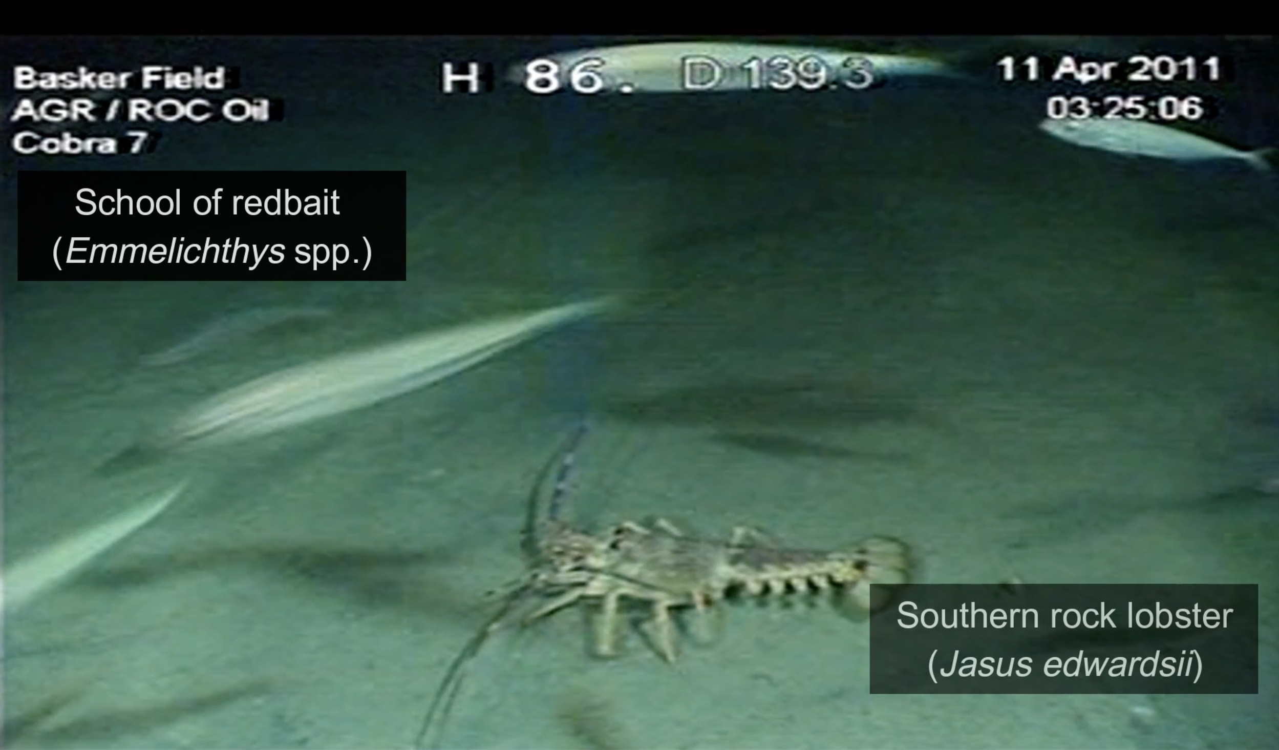 Deep dive: How oil rig rehab is inspiring 'nature positive' wind farm design  post image