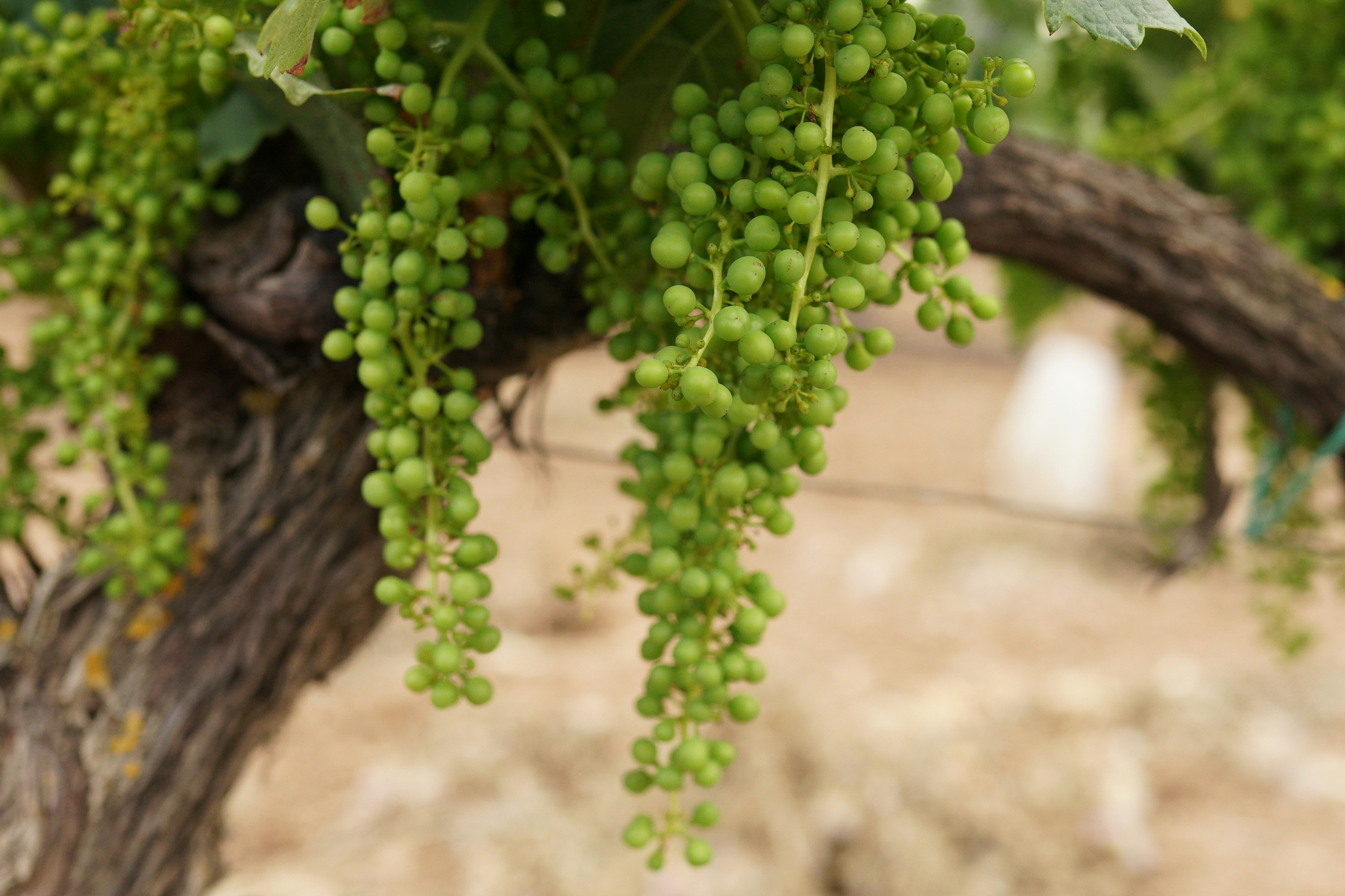 Wine is still Australia’s most popular alcoholic drink – but many producers face an uncertain future