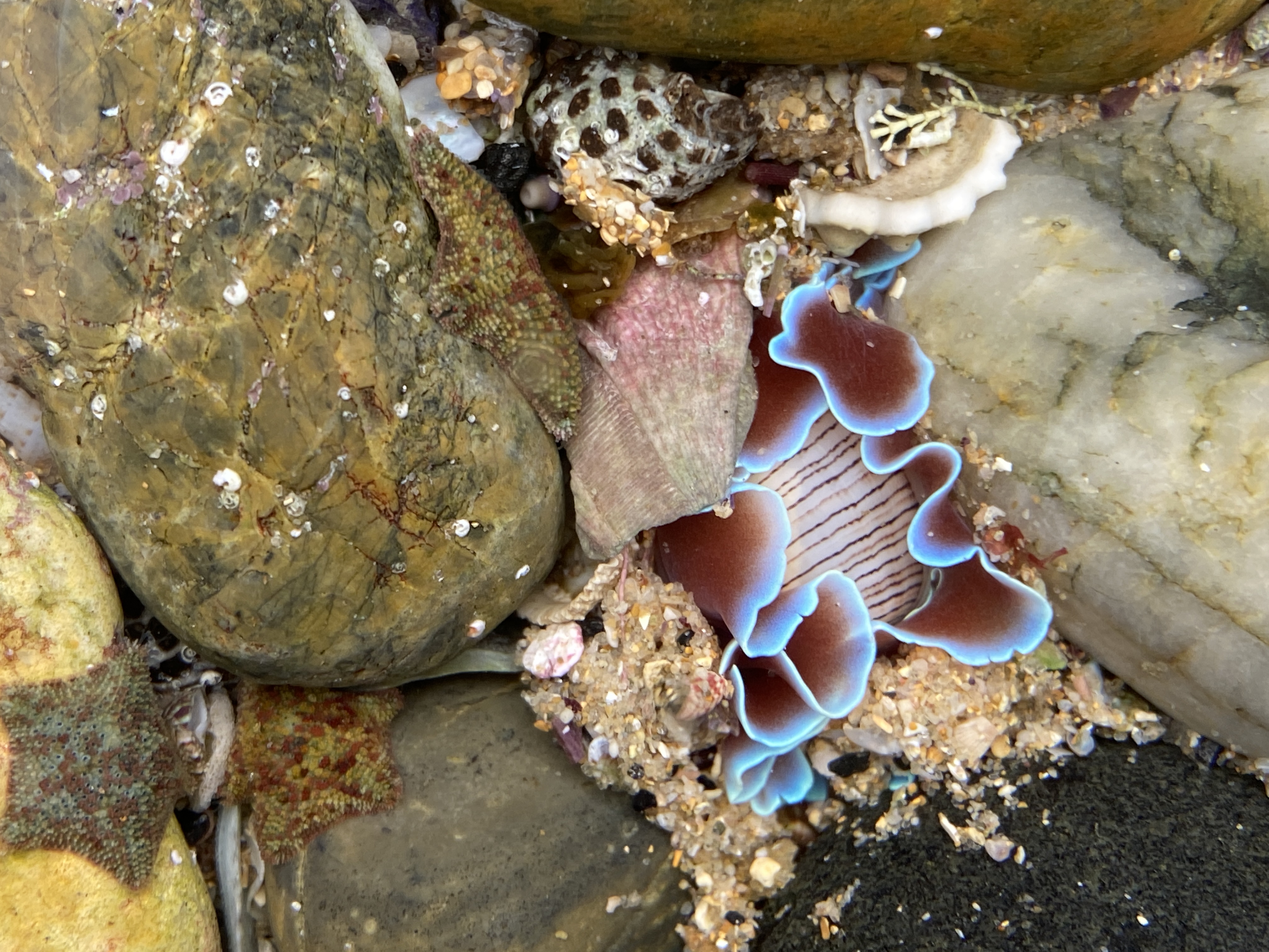 'I have a shell but it’s fragile, It doesn’t act as my home'  post image