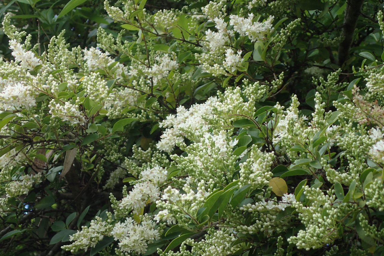 Watch out for Small leaf privet