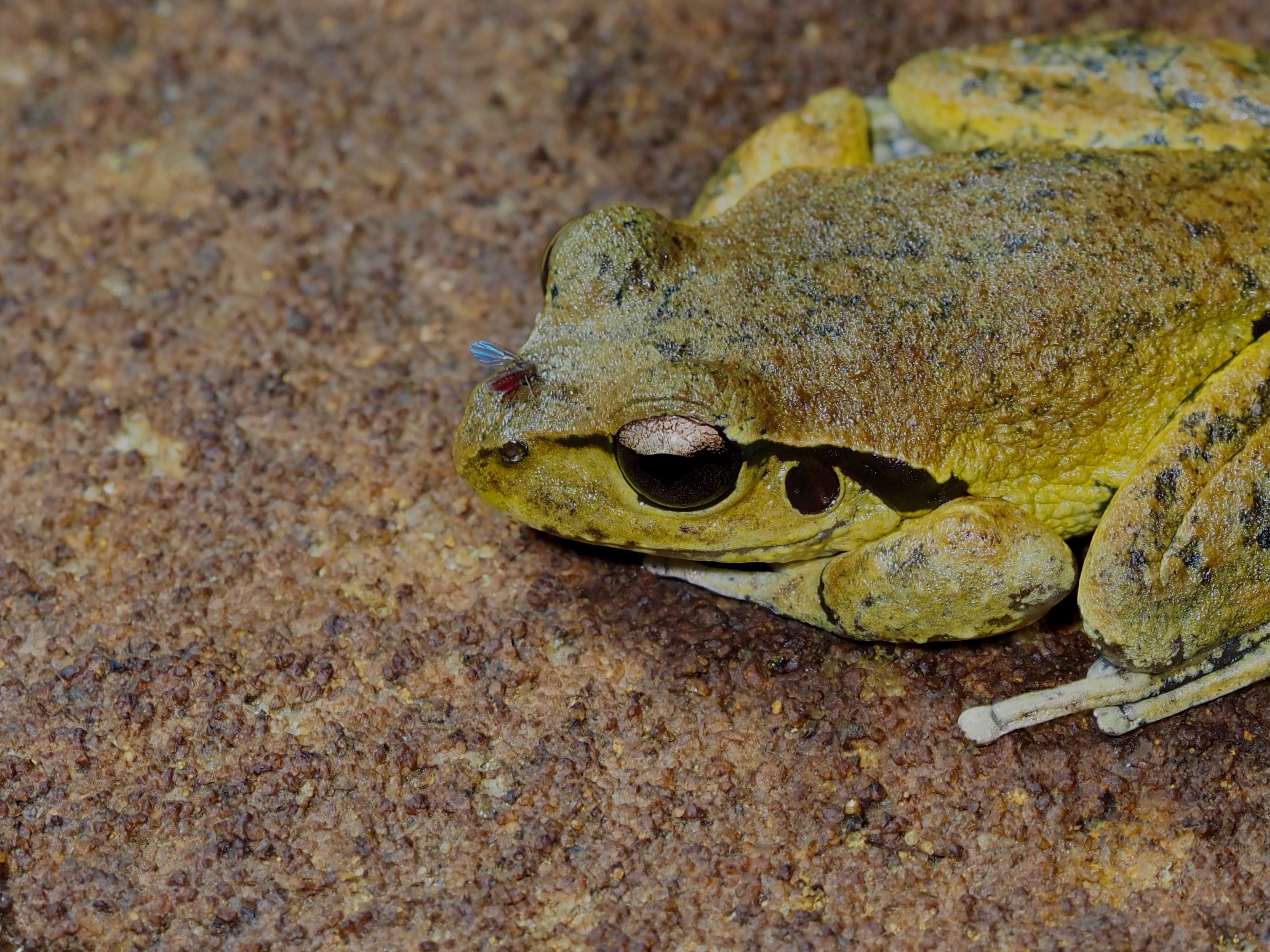 Gone frogging  post image