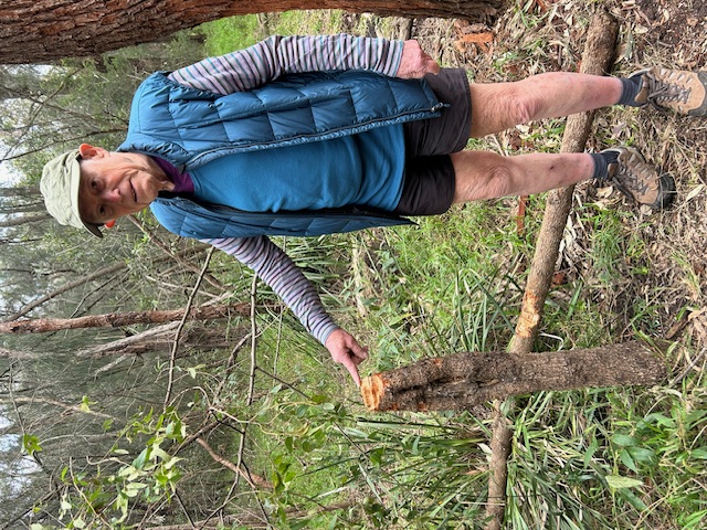 Bush care volunteers outraged by 'disgraceful act of wanton vandalism'