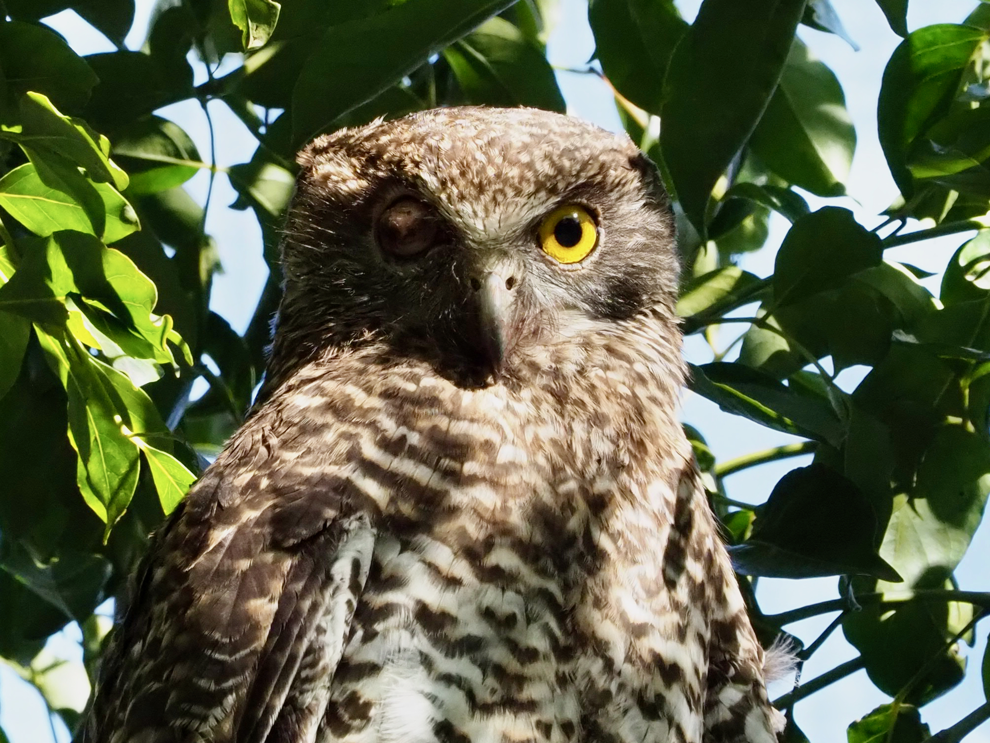 Backyard Zoology: the Powerful Owl  post image