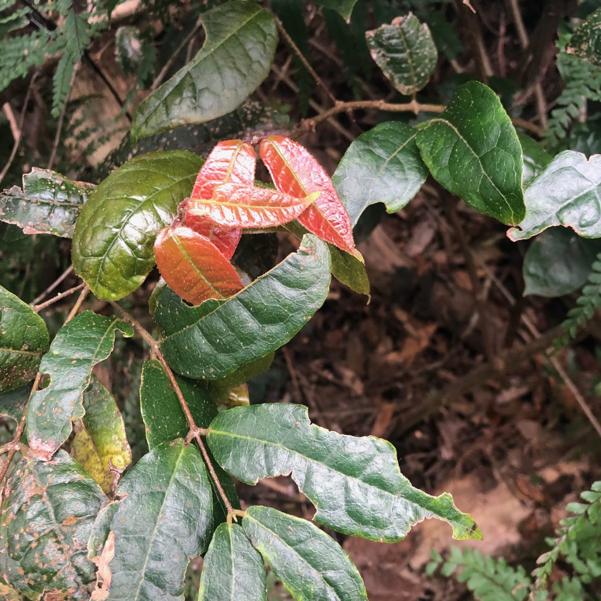 The attractive bright red new growth of Anchor Vine (Palmeria scandens) is one of its appealing features. The other is the fleshy fruit that burst open to reveal a pink exterior and shiny black seeds. Image by Emma Rooksby.