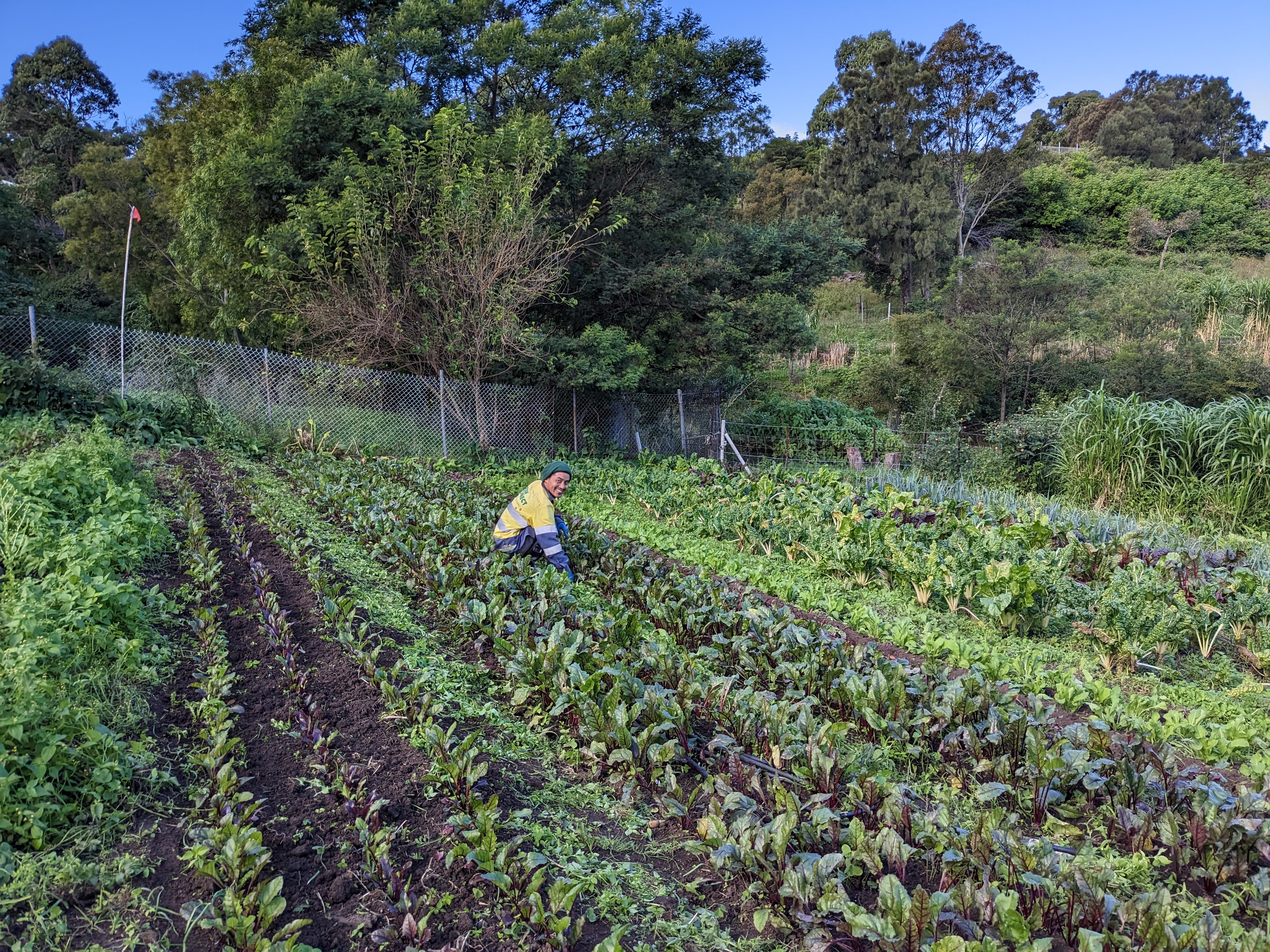 Green Connect farm flourishes thanks to sustainable initiatives  post image