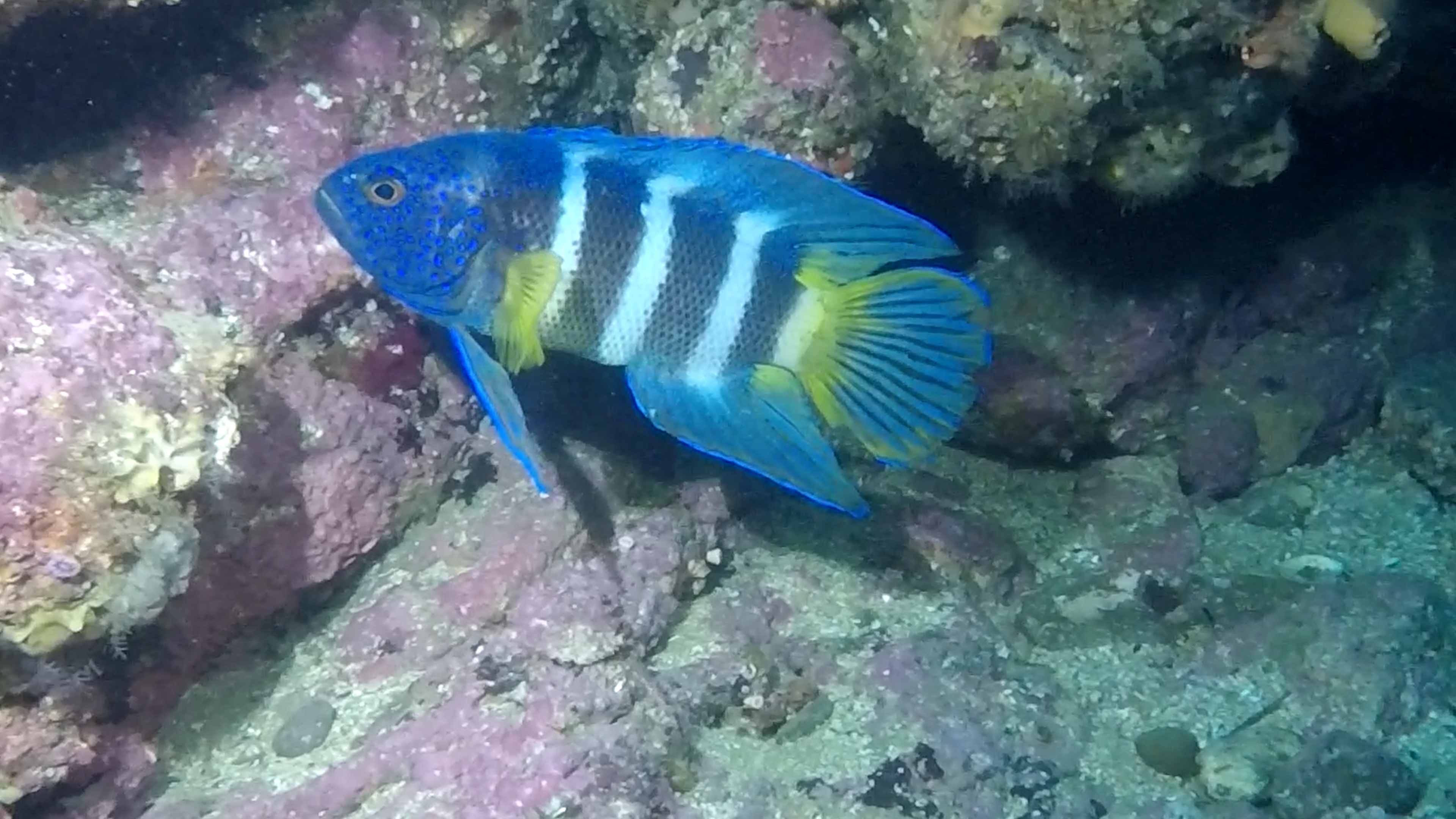 Should we have a City fish?  post image