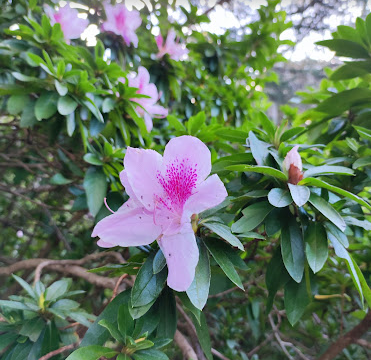 CWA to bring cakes to Burgh Carols