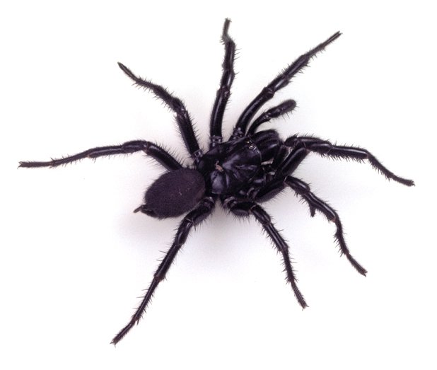 Beetling About with funnel-webs