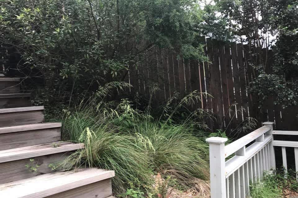 Tussock (Poa labillardierei) growing in a garden in Farmborough Heights. Image by Mat Misdale.
