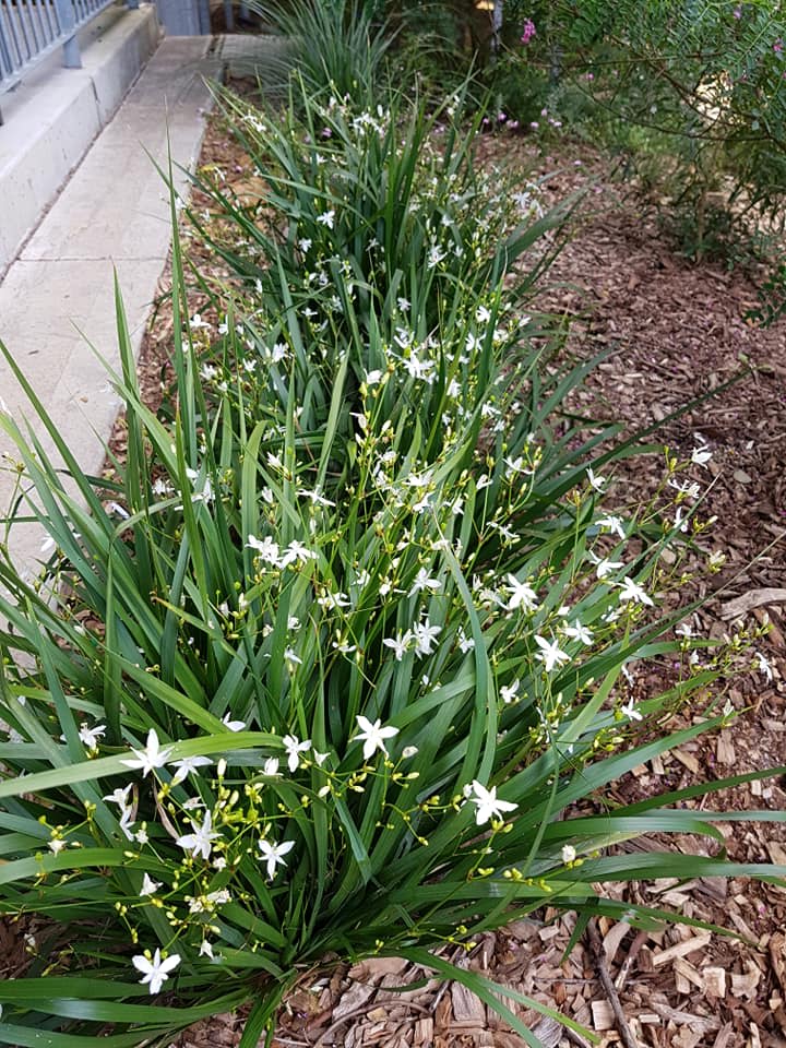 An edging bed of Branching Grass Flag (Liberia paniculata), showing the scrappy leaves and the overall habit of the plant. The flowers are not particularly showy, but they are numerous and attractive. image by Elena Martinez.