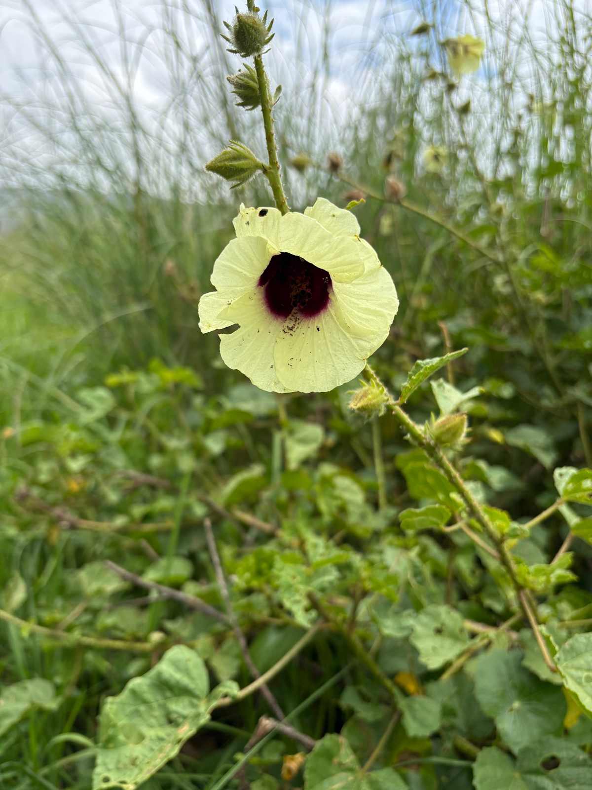 Swamp Hibiscus, a shrub of damp swampy areas, showing off its beautiful yellow flowers with a maroon centre. It also has striking flower buds, seen here below the open flower. Image by Emma Rooksby.