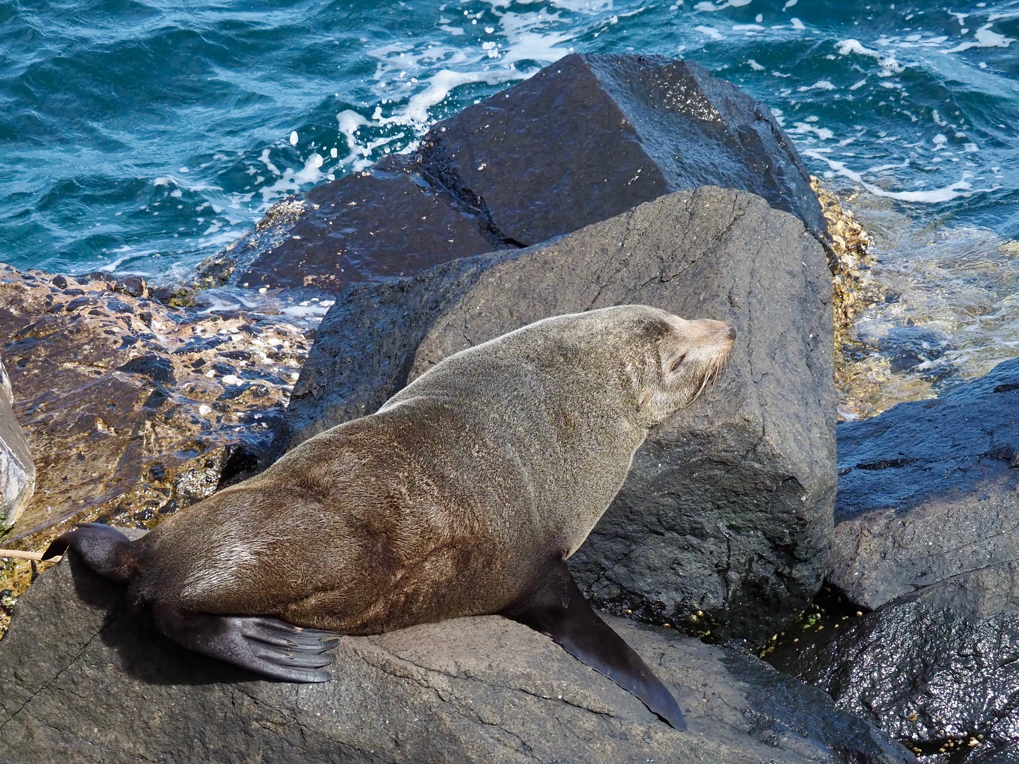 Backyard Zoology: See the fur seals  post image