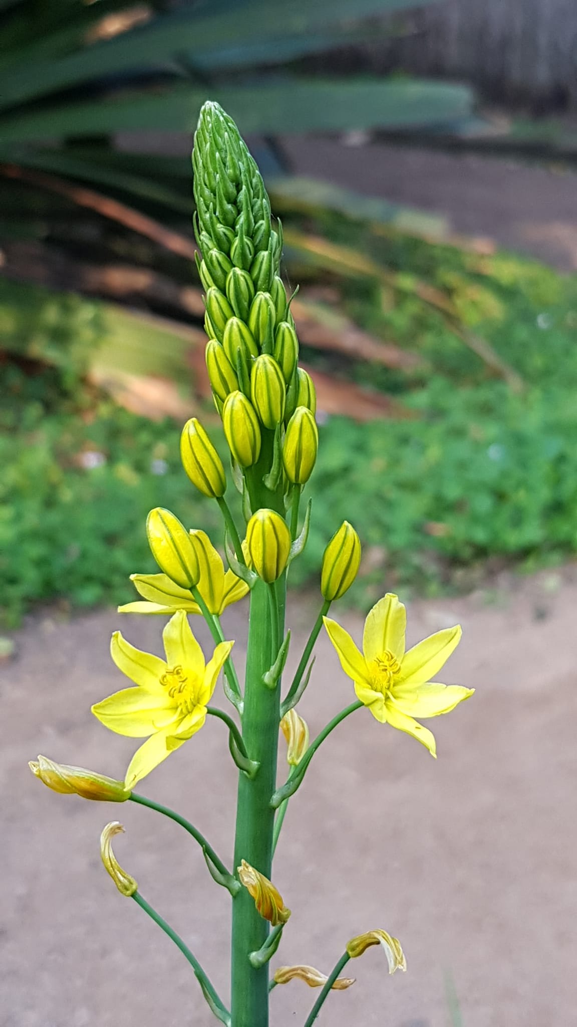 The striking yellow flowers of Bulbine Lily (B. bulbosa). Seen close up there are delicate green and yellow stripes on the unopened flower buds. Image by Elena Martinez.