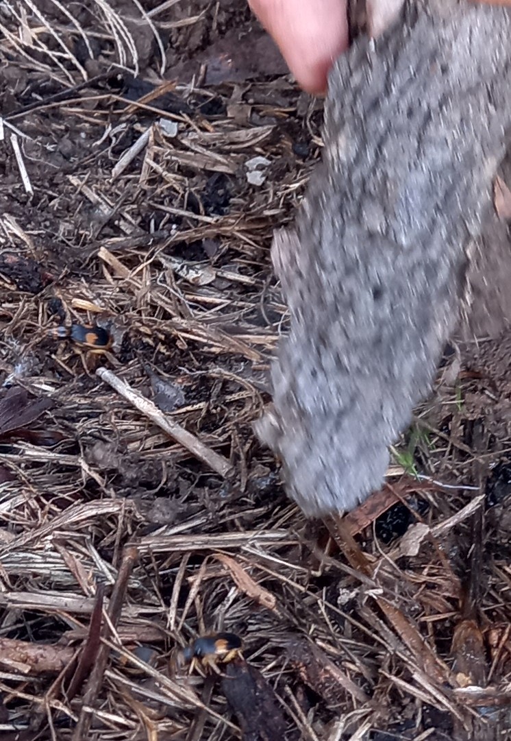 Beetling About with Australian Bombardier Beetles  post image