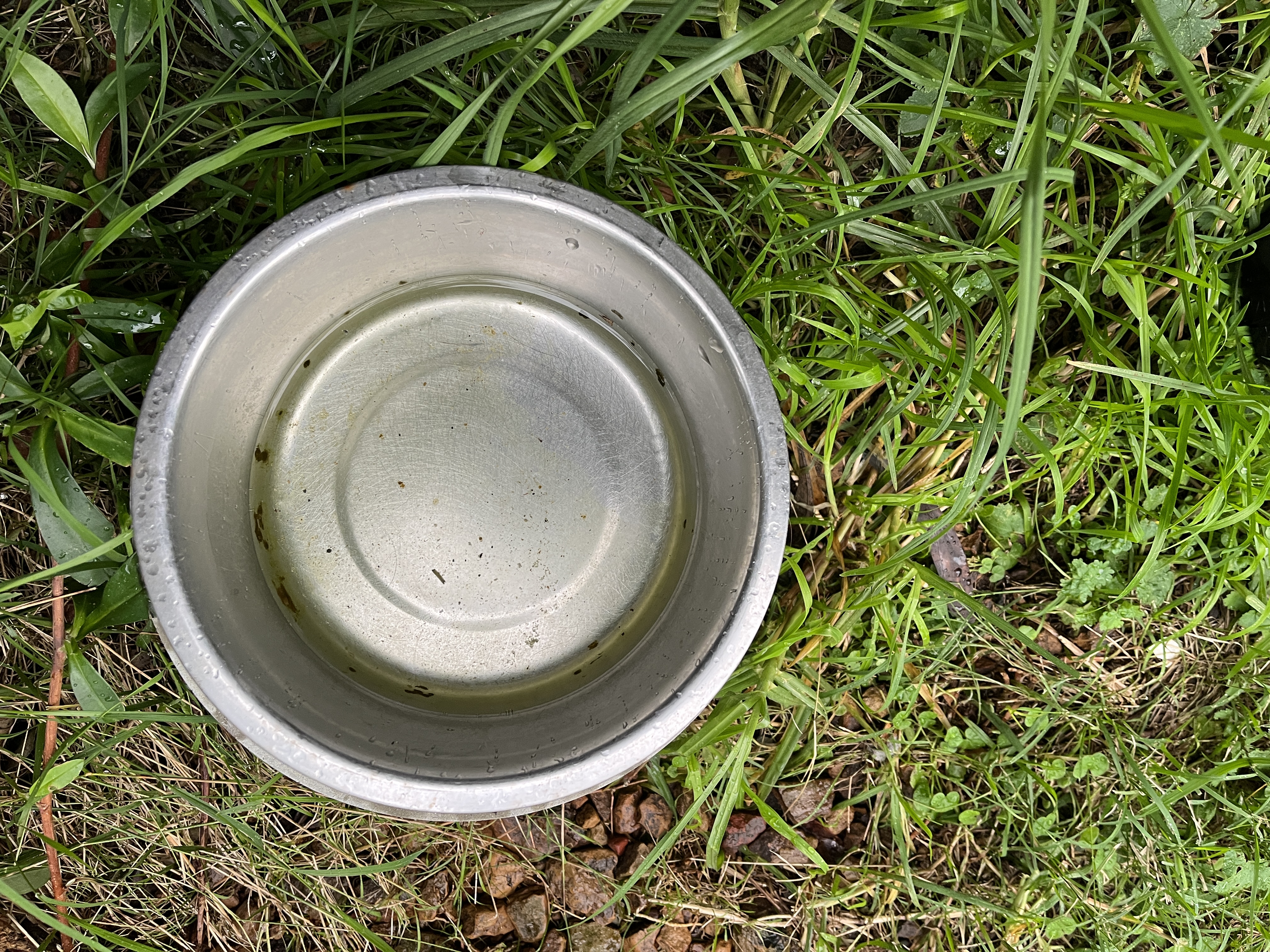 Leptospirosis: What dog owners need to know
