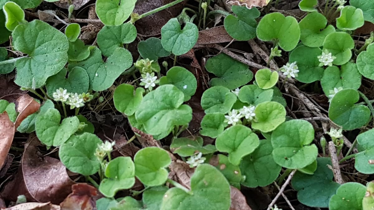 Looked at up close, the kidney-shaped leaves and tiny, pretty green flowers of Kidney Weed are absolutely gorgeous. The seeds are also important to local fauna, and are eaten by animals such as the Pacific Black Duck.