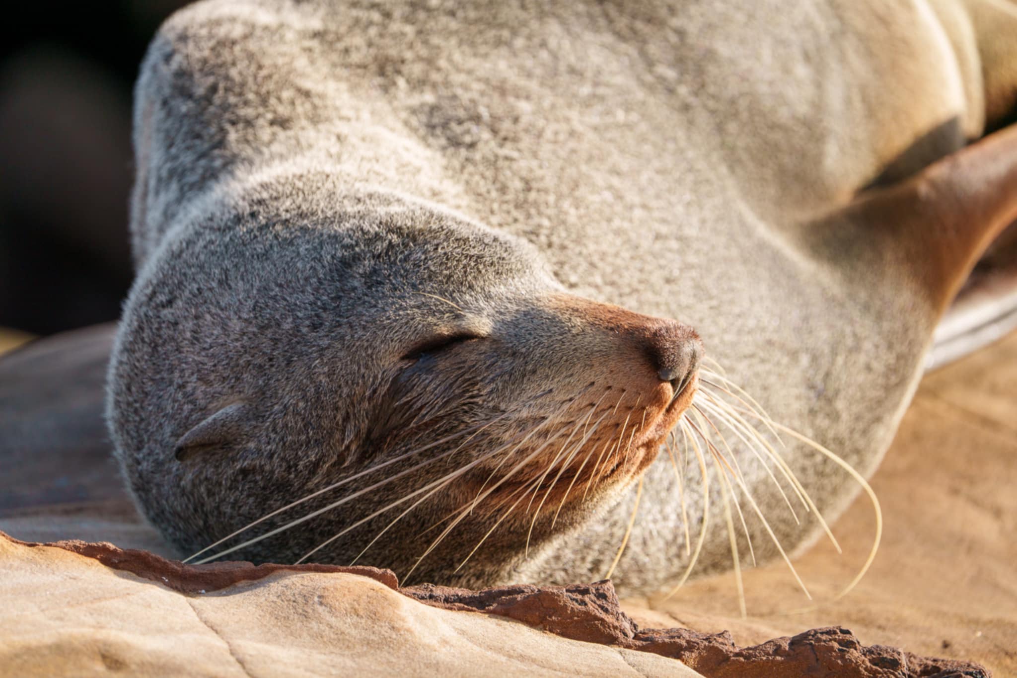 Flipping fantastic: How ORRCA helps save our seals