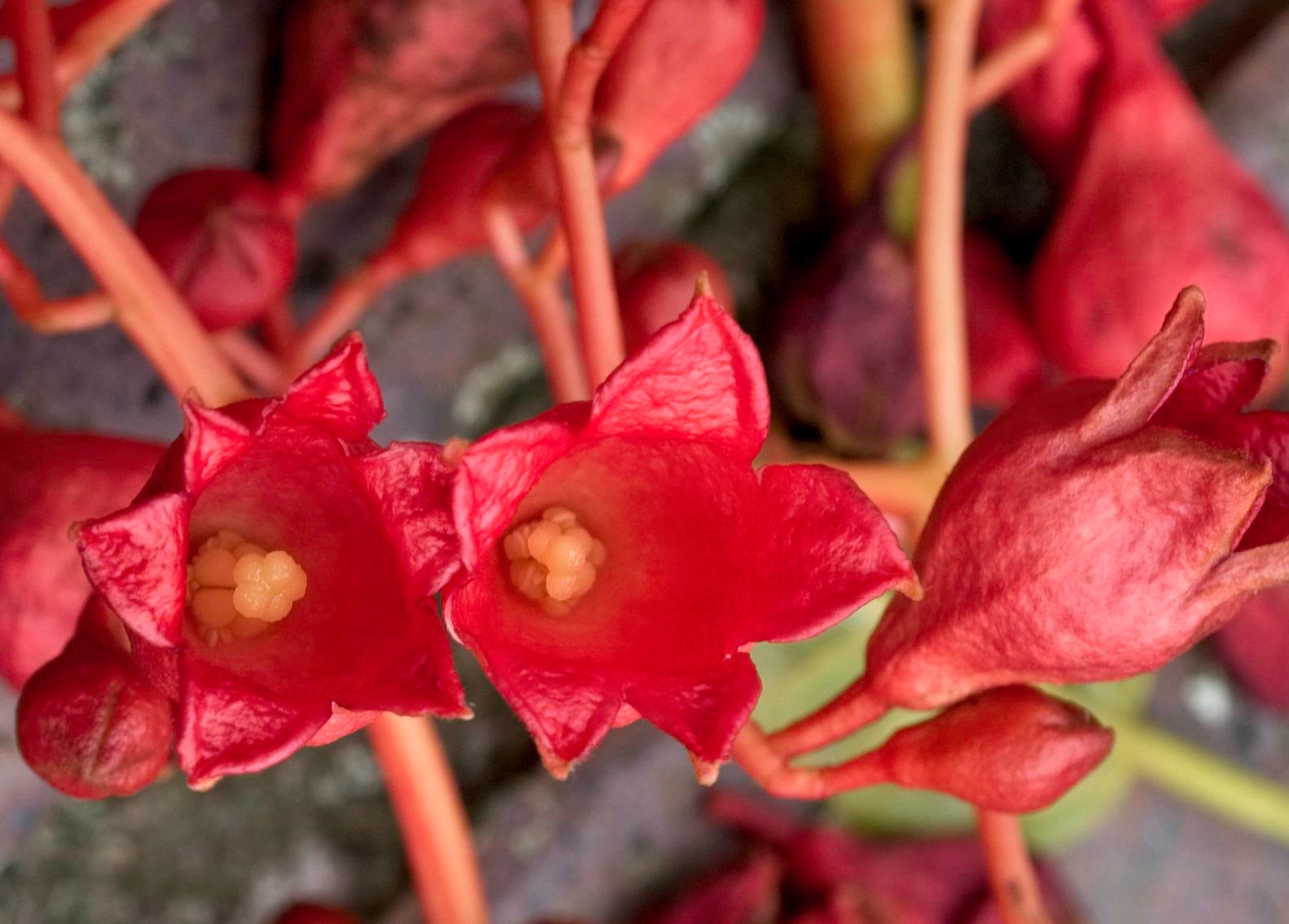 What's in the Flame name?