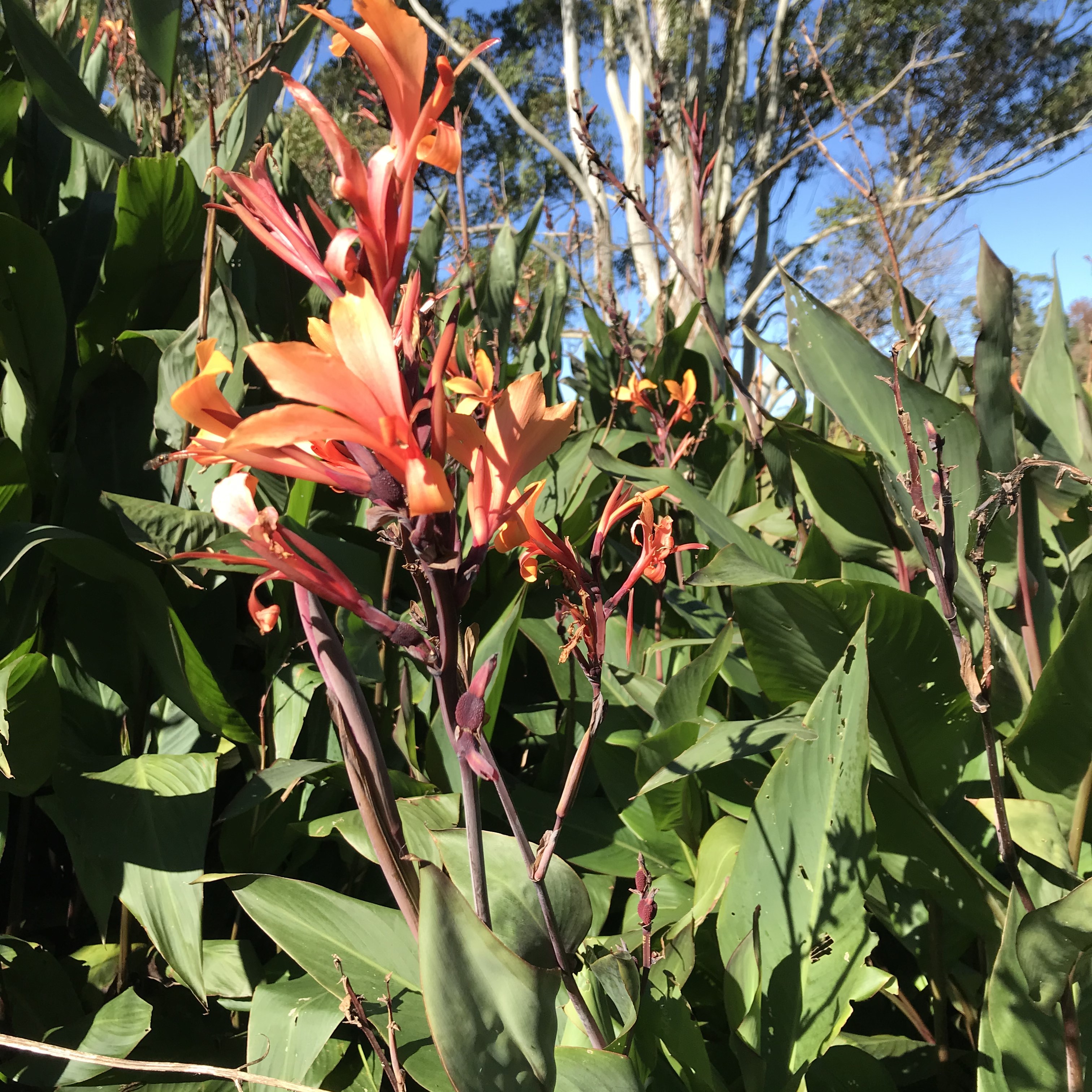 Watch out for Canna lily