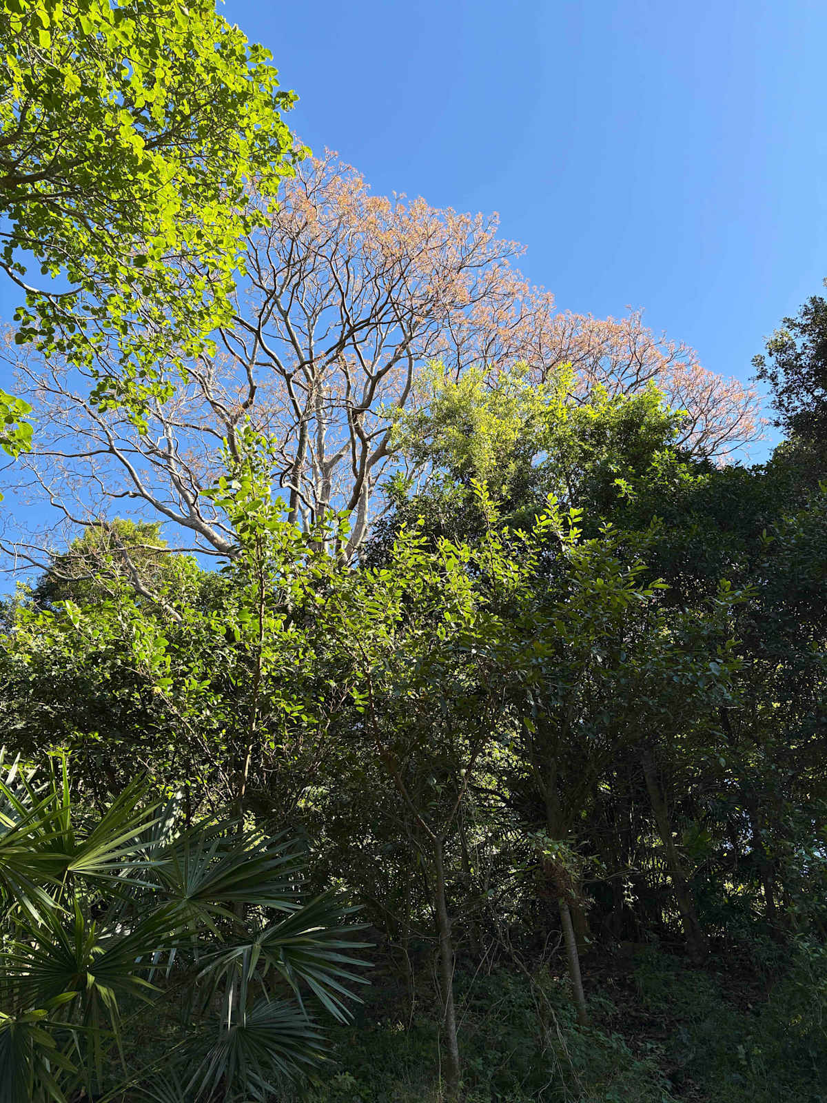New foliage of a large Red Cedar (Toona ciliata) just emerging. In a week or so the Red Cedars will be clearly visible along the escarpment. Image by Emma Rooksby.