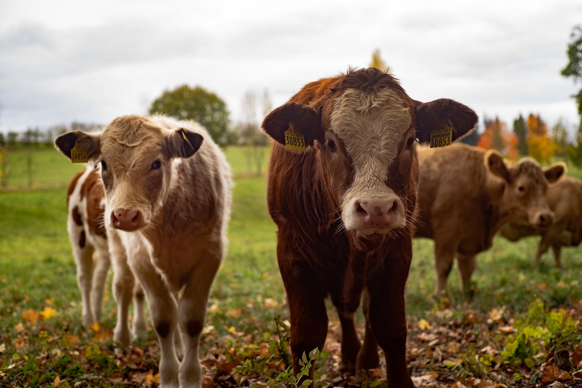 Dairy farming in the Illawarra  post image