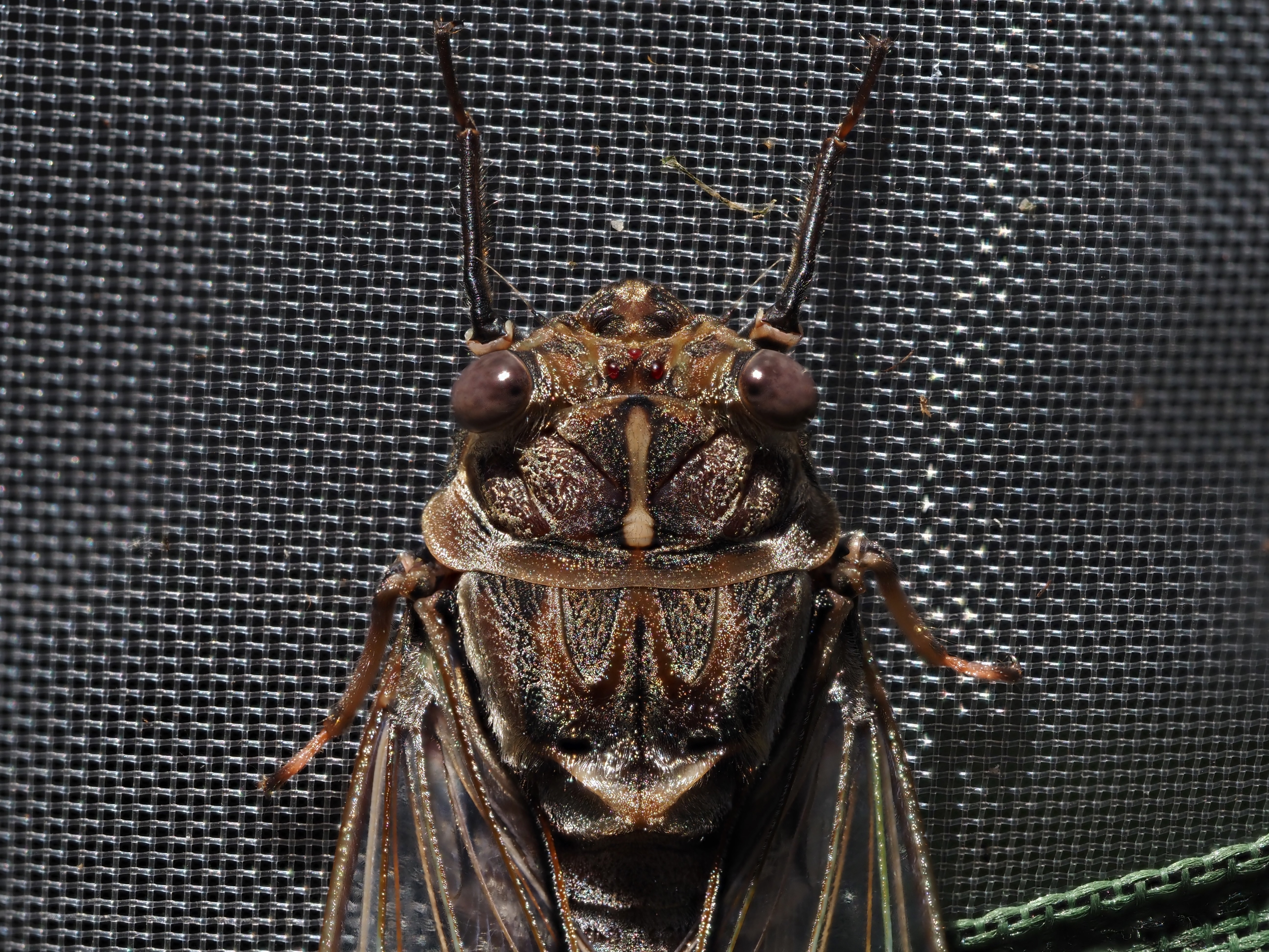 Nature Notes: It's beginning to look a lot like Christmas  post image