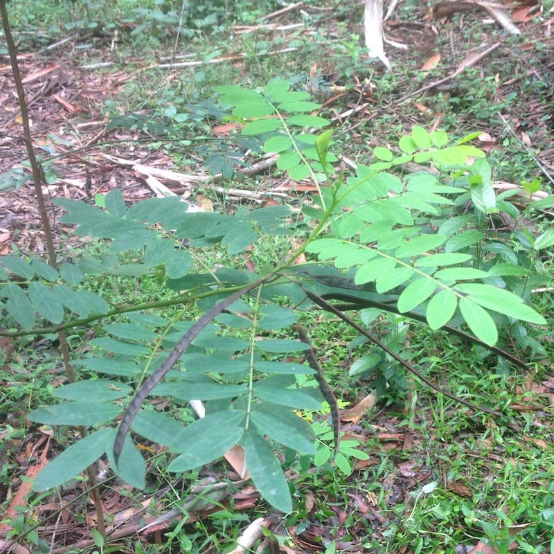 Flat seed pods of Rainforest Senna (S. acclinis), growing in a natural area in Mount Pleasant. Image by Emma Rooksby.