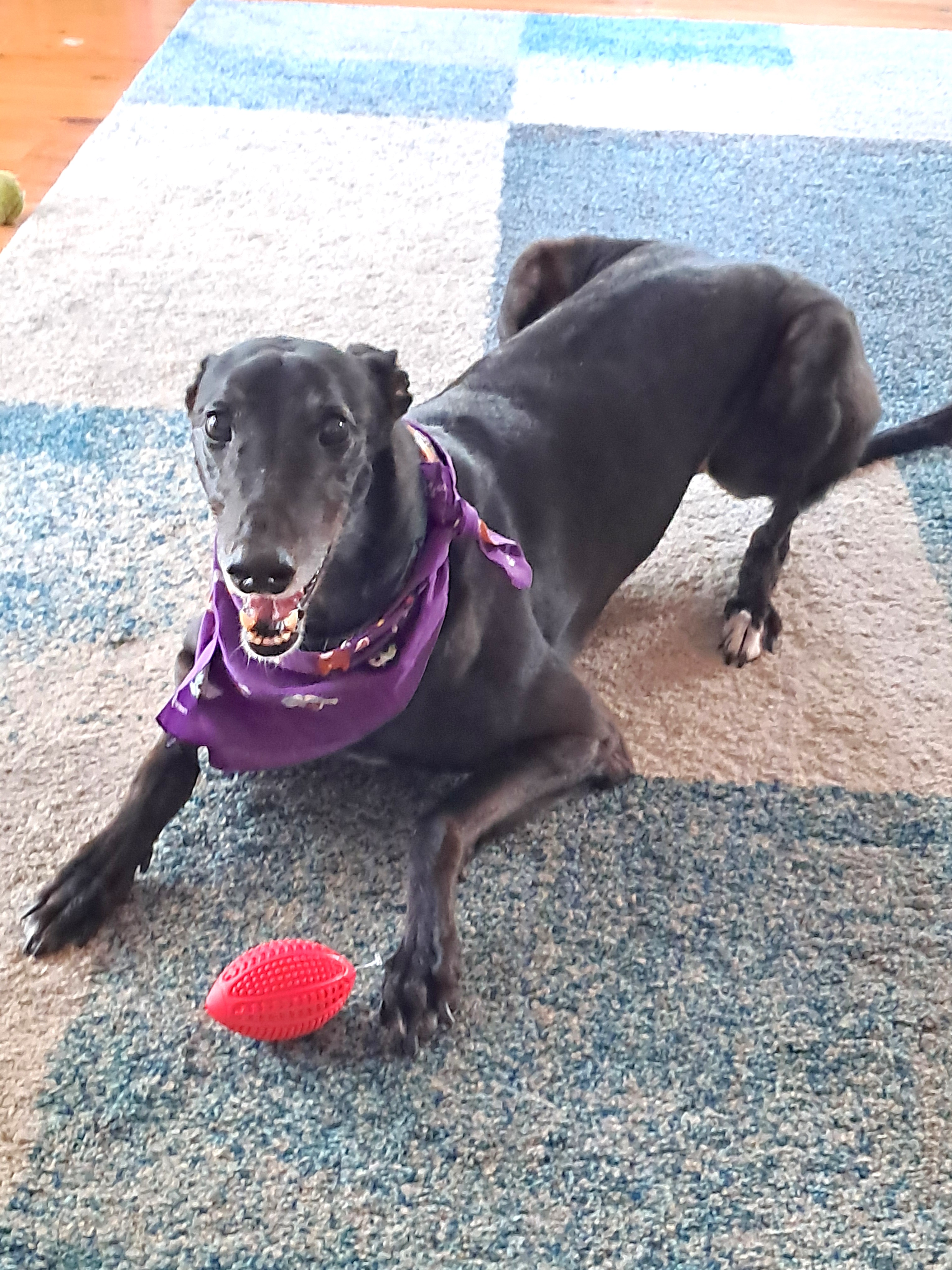 Dapto dogs race survivors 'will need rehoming'  post image