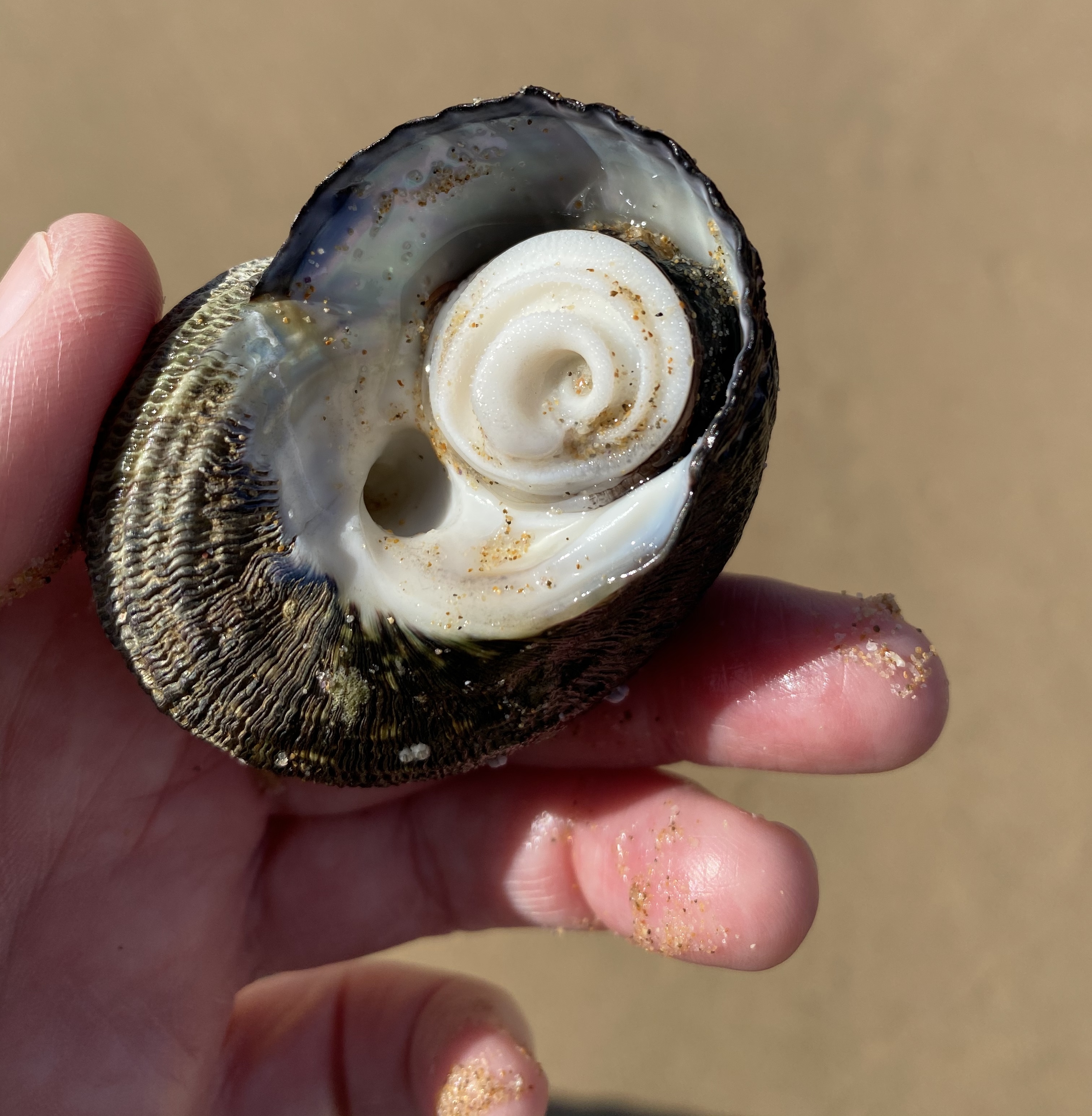 Snail doors for a shell ‘house’  post image