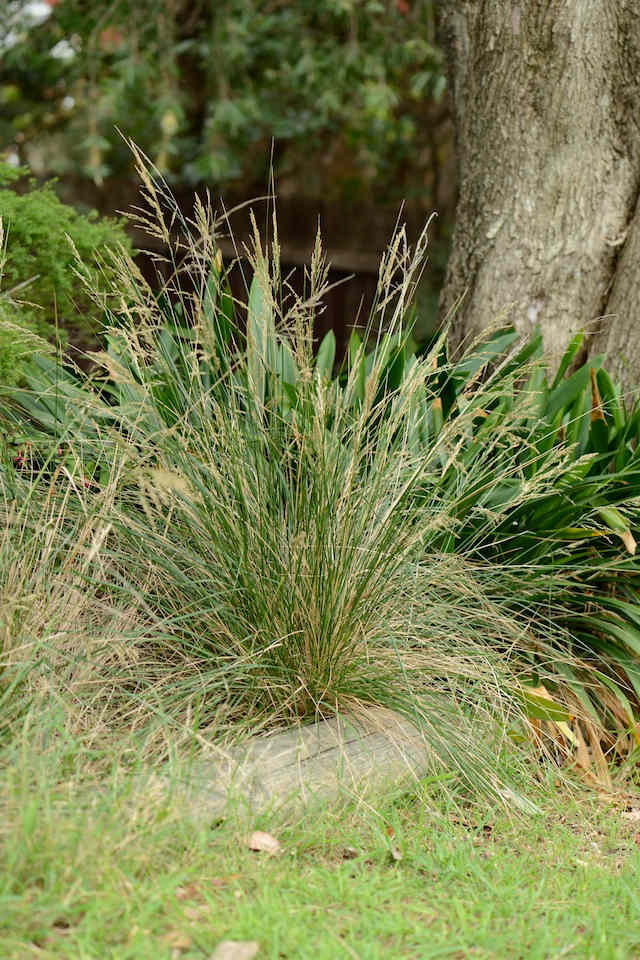 Tussock (Poa labillardierei) showing the graceful drooping flower-heads. © Tracy Lea.