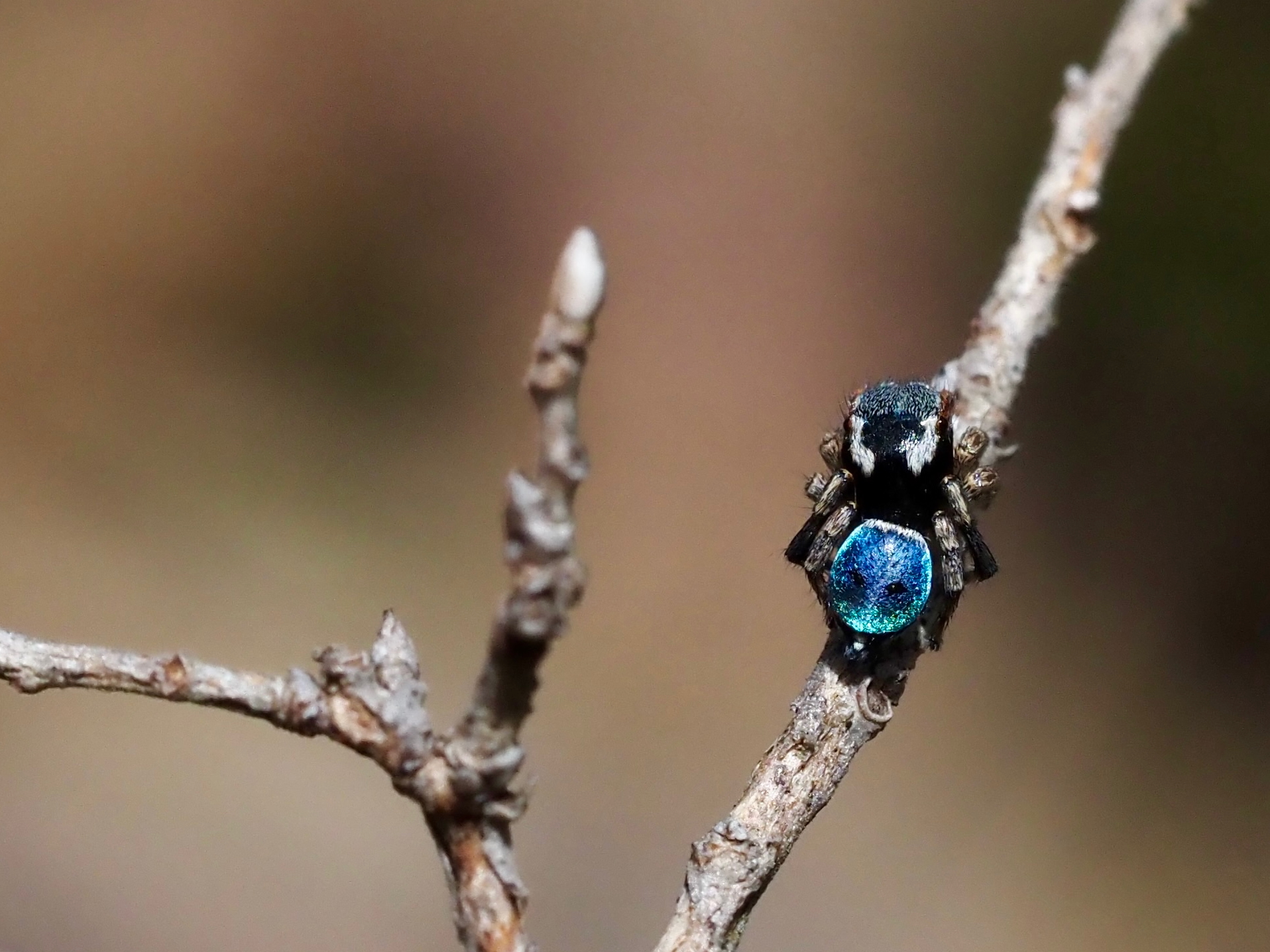 Everybody dance now: Peacock spiders and how to find them