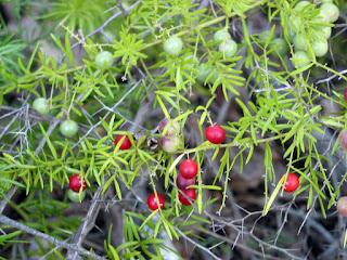 Watch out for Asparagus species