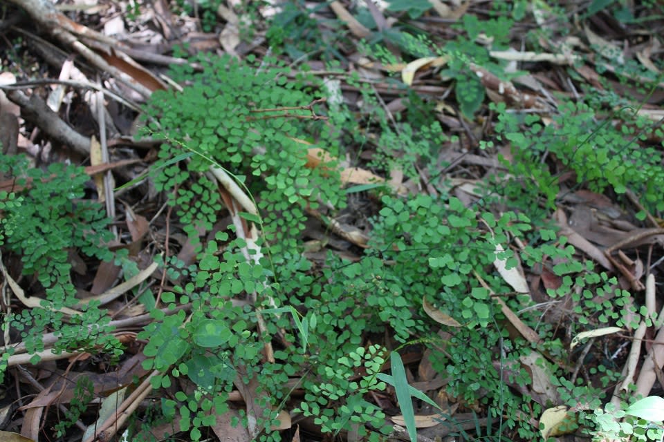 Maidenhair Fern (Adiantum aethiopicum) regenerating well after a very dry spring and early summer. Six months earlier, this area had no visible fern fronds. Image by Emma Rooksby.