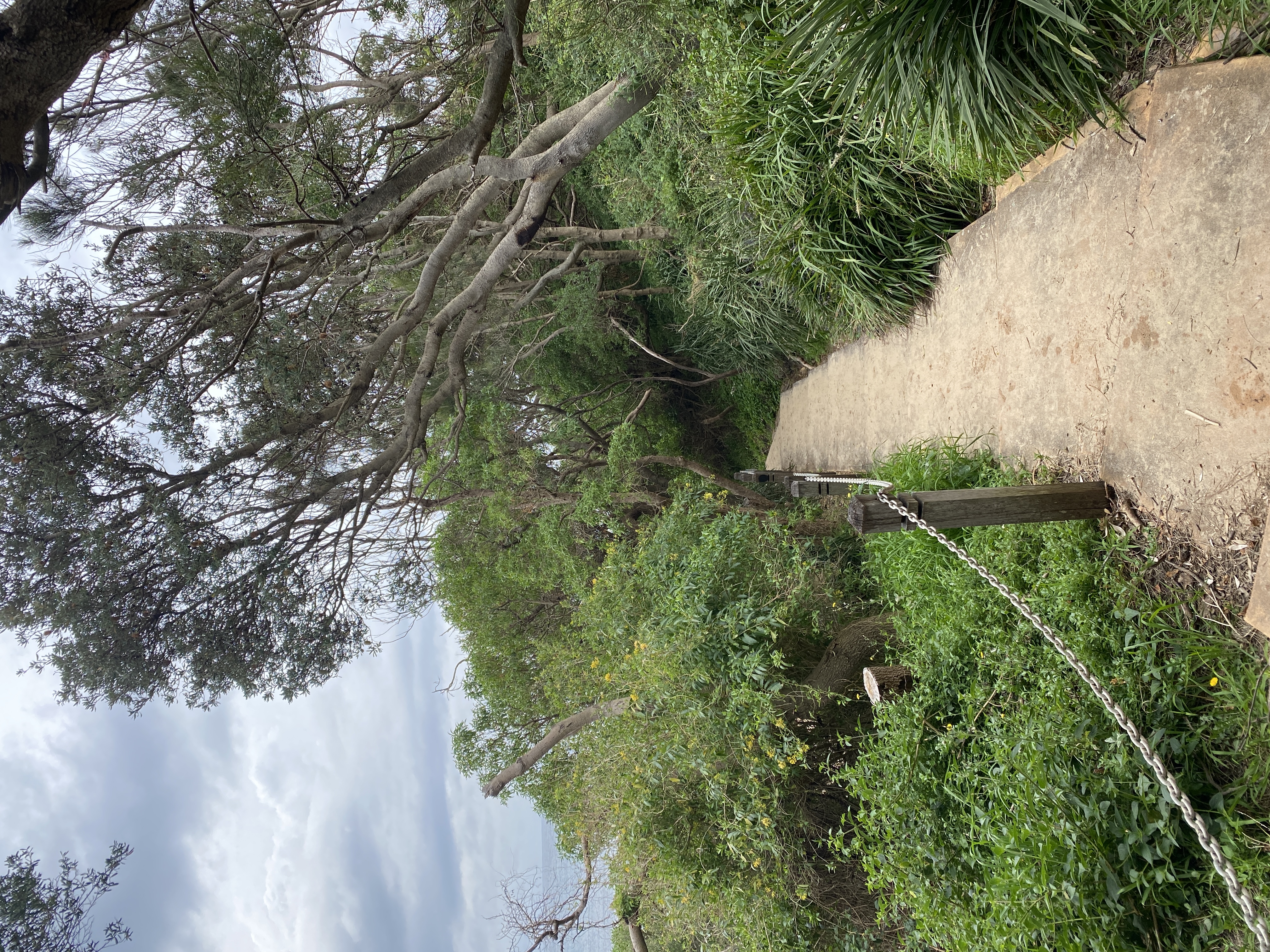 Urban Jungle: McCauley’s Beach to Sandon Point Headland  post image