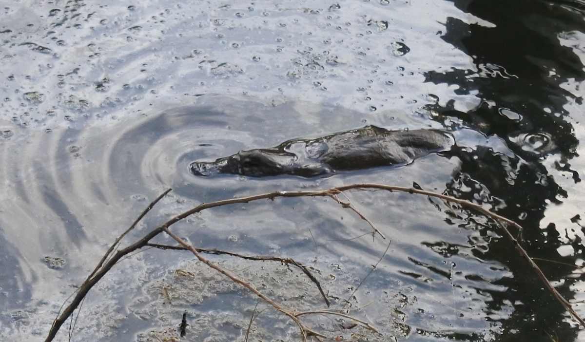 Platypus (Ornithorhynchus anatinus), one of the most appealing and elusive local mammals, was once present in most of the local waterways. It is now very uncommon, and its presence and numbers are uncertain. Image by Hugh Sheil.