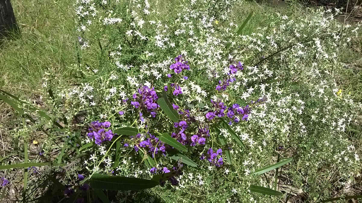 Some of the interesting, tangled and gorgeous understorey in Illawarra Lowlands Grassy Woodland: the beautiful climber Purple Coral-pea (Hardenbergia violacea) twining in among delicate Bridal Daisy-bush (Olearia microphylla). Exquisite combinations of colours and textures in the grassy woodland. Image by Emma Rooksby.