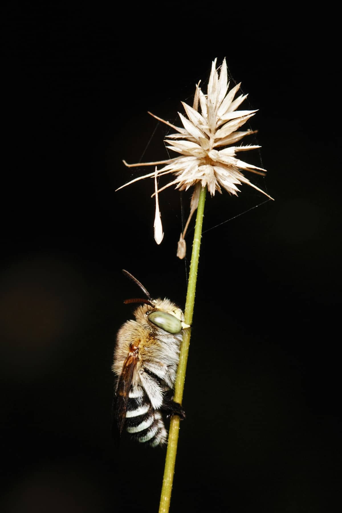 This beautiful image of a Blue-banded Bee (Amegilla sp.) roosting on the stem of a Hedgehog Grass (Echinopogon ovatus) was taken by Tina Hanneman. This is just one of many native bees that call the Illawarra home.