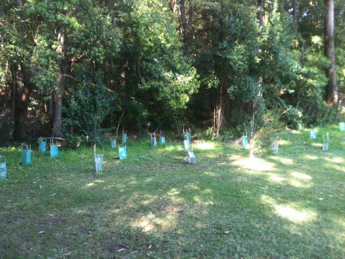 Cabbage Tree Creek. It doesn't look like a creek, but this area is around 15 metres from the area where the water 'normally' flows, and rain that falls in this spot and isn't absorbed by the soil flows into the waterway. Image by Emma Rooksby.