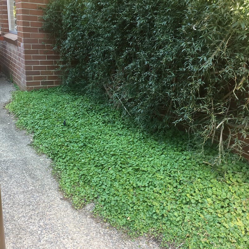 A typical view of Kidney Weed (Dichondra repens), used as a ground cover. It provides dense cover, is a pleasant shade of mid-green, and is otherwise unexceptionable. Easy to overlook in other words. Image by Emma Rooksby.