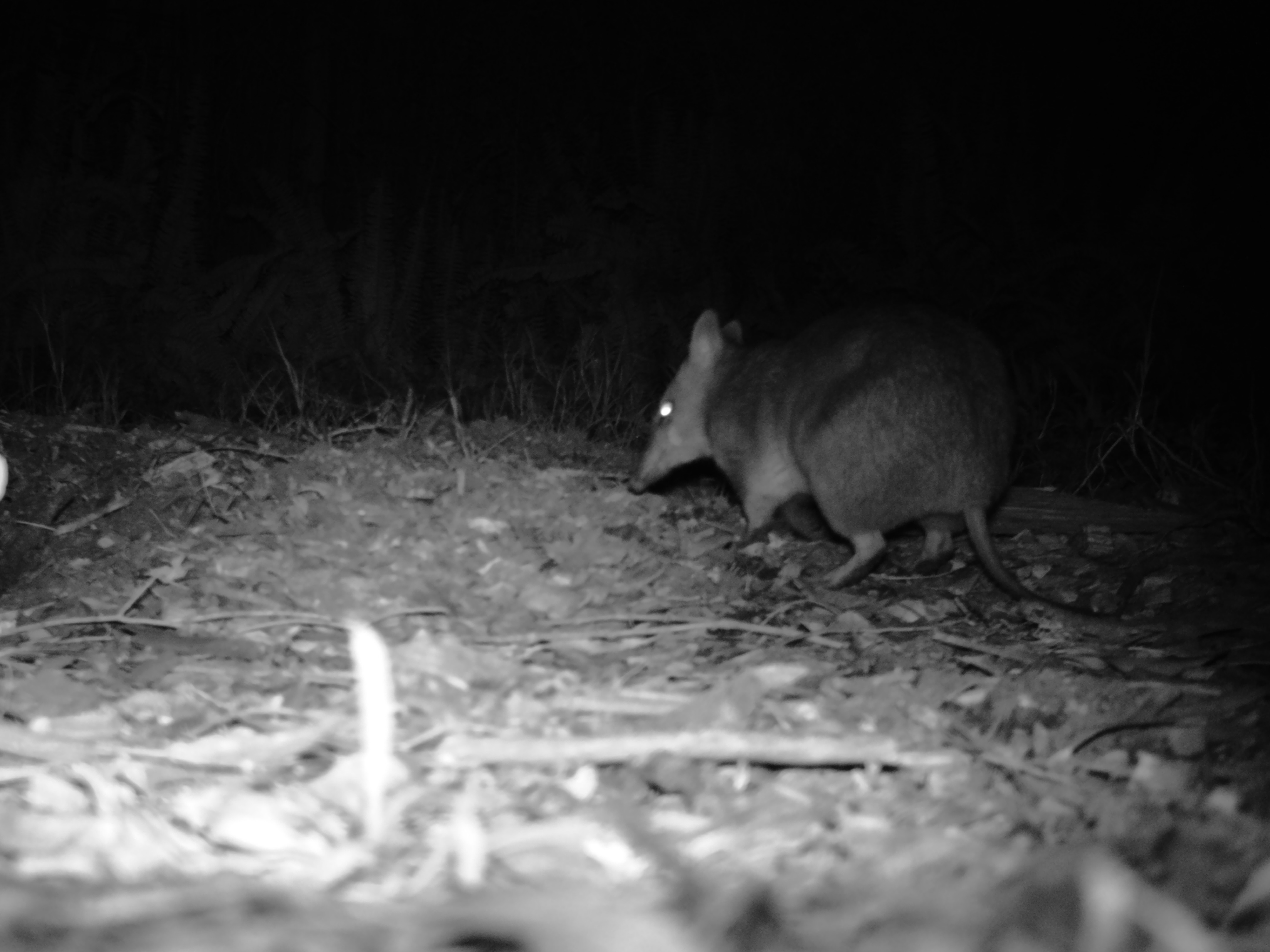 Things that go bump in the night  post image