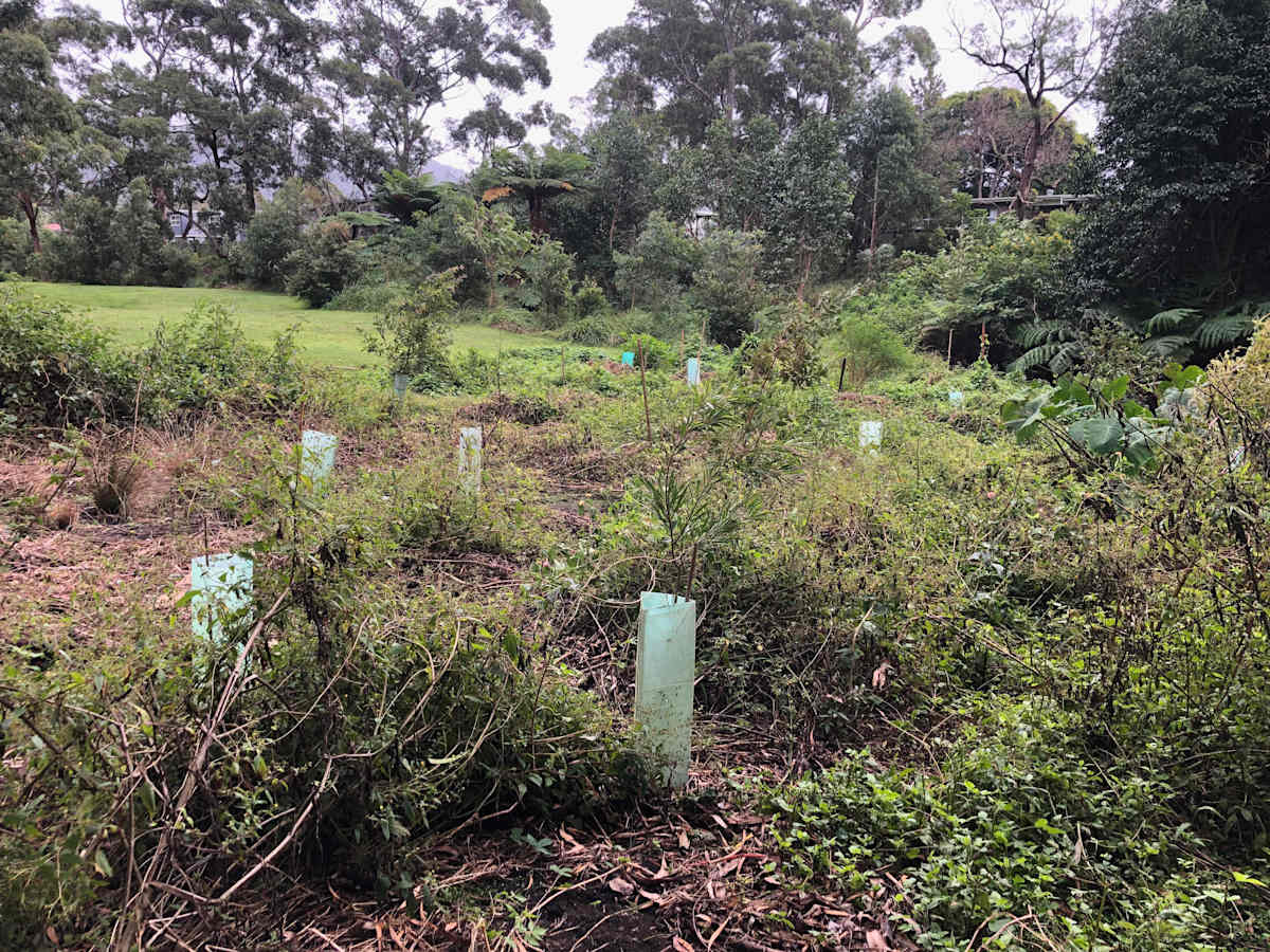 Natural areas restoration work like this effort in Cabbage Tree Park in Fairy Meadow will significantly increase the absorptive capacity of the ground. Natural regeneration and weeding are here being supplemented by a small amount of planting. Image by Emma Rooksby.