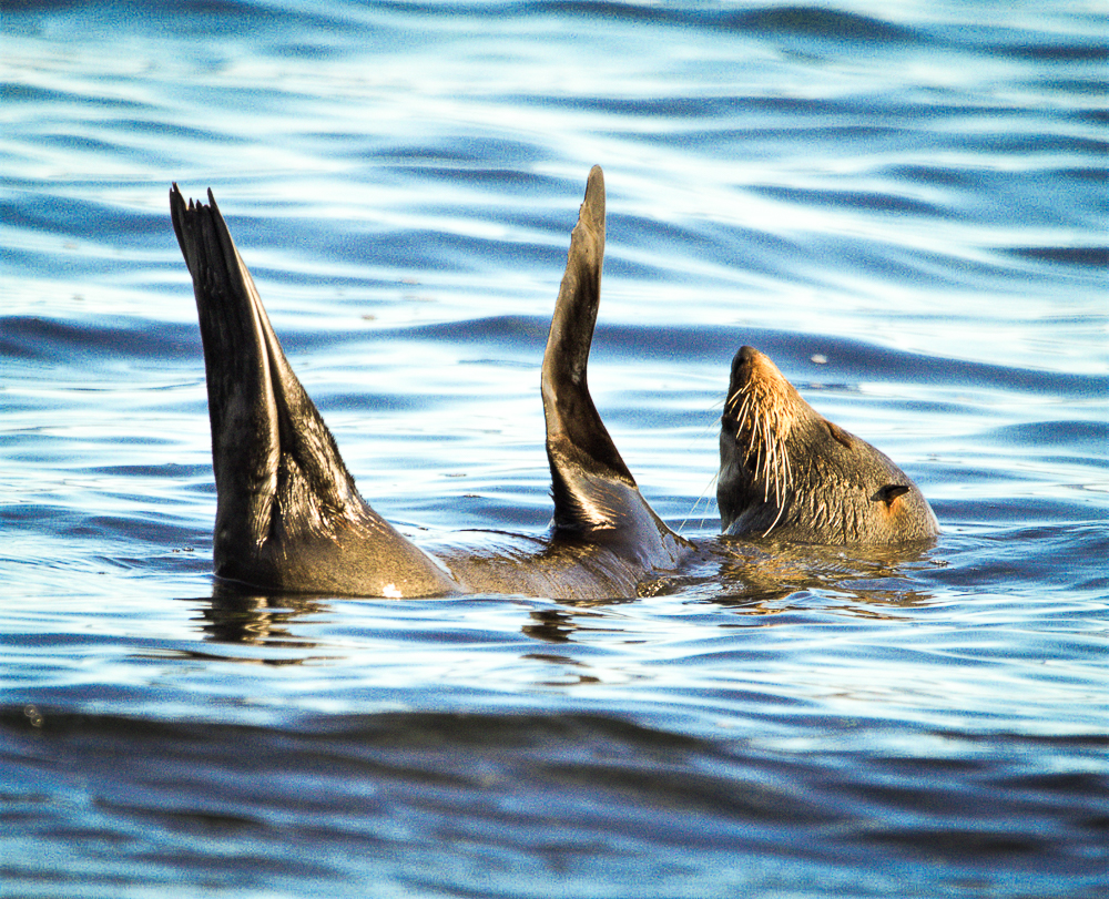 Above the surface at Bushrangers Bay and Bass Point  post image