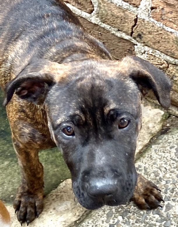 Adopt a dog: Orville needs a home